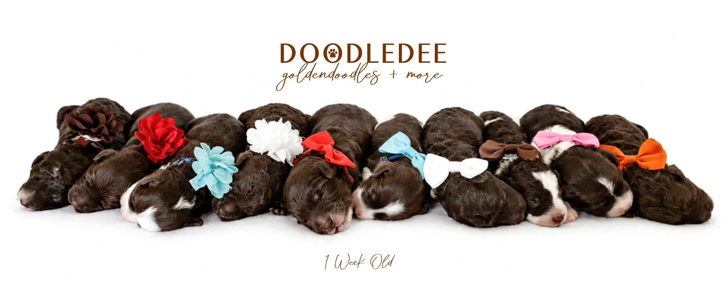 Micro MIni & Petite English Goldendoodles