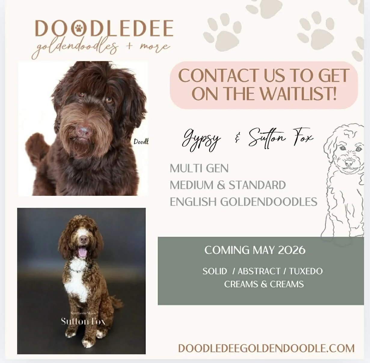 standard English goldendoodle