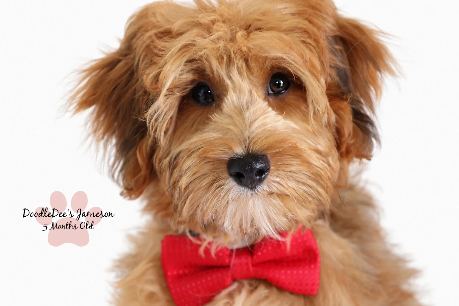 Micro Mini Sable English Goldendoodle