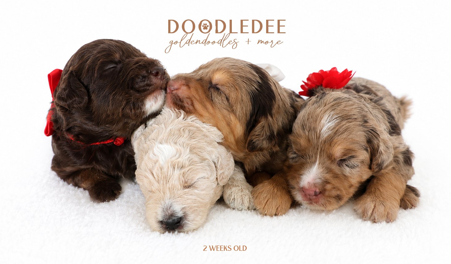 Petite English Goldendoodles