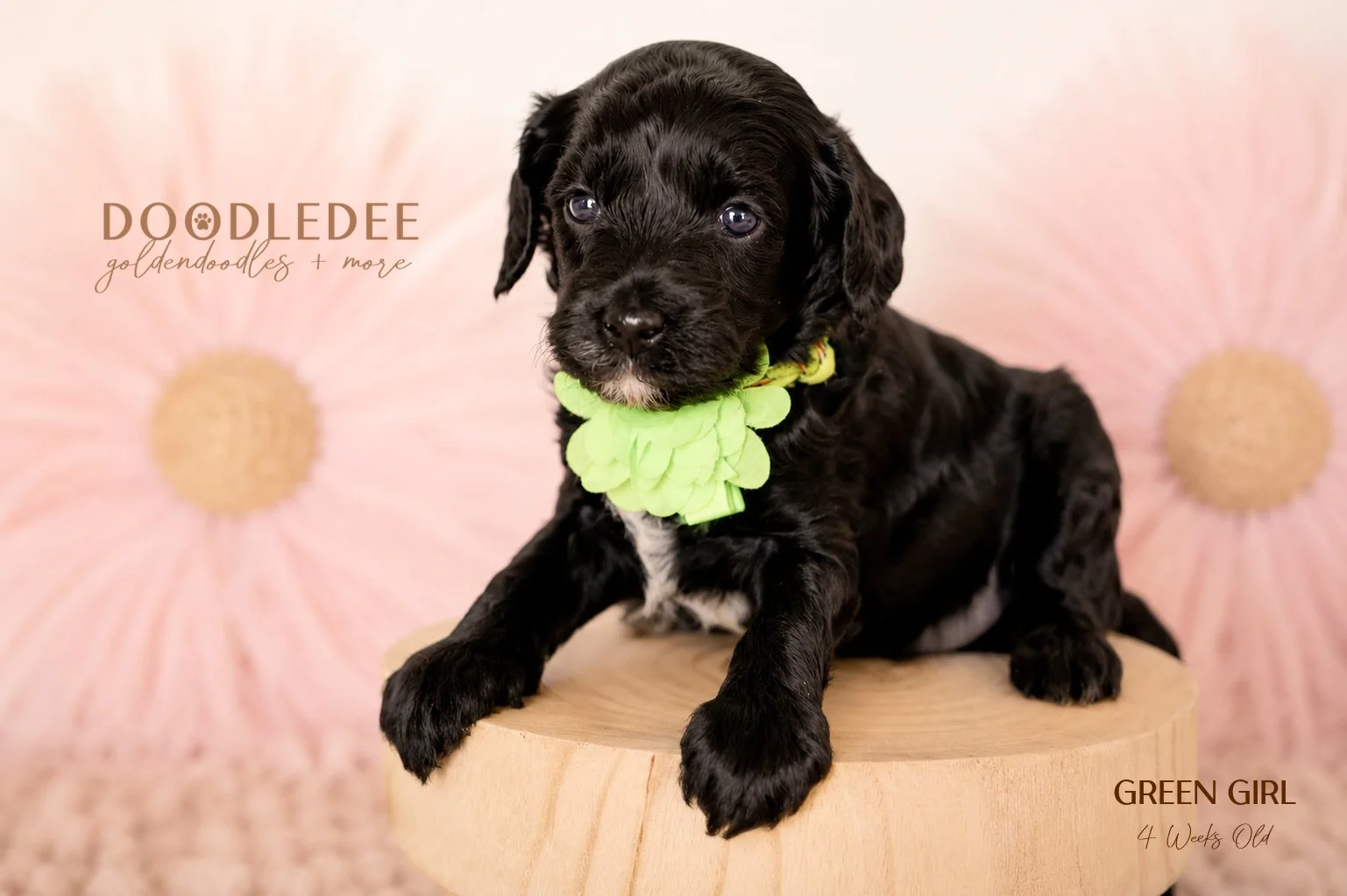 Micro Mini English Goldendoodles SOLD 