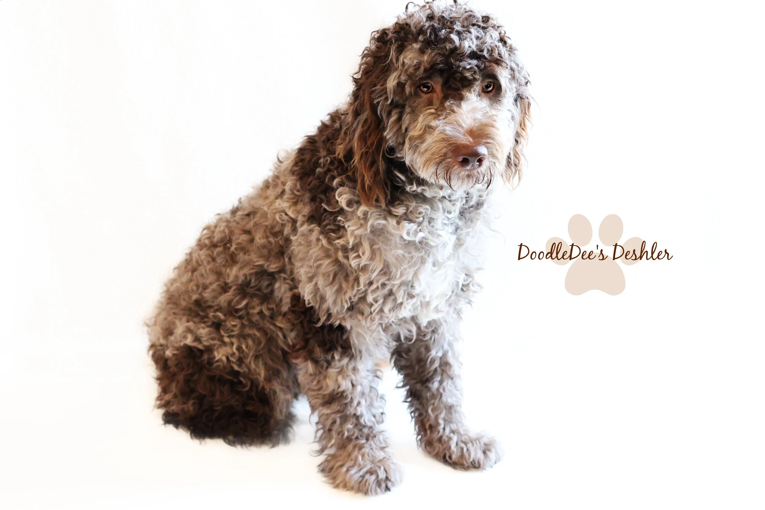 Chocolate Merle English Goldendoodle Stud