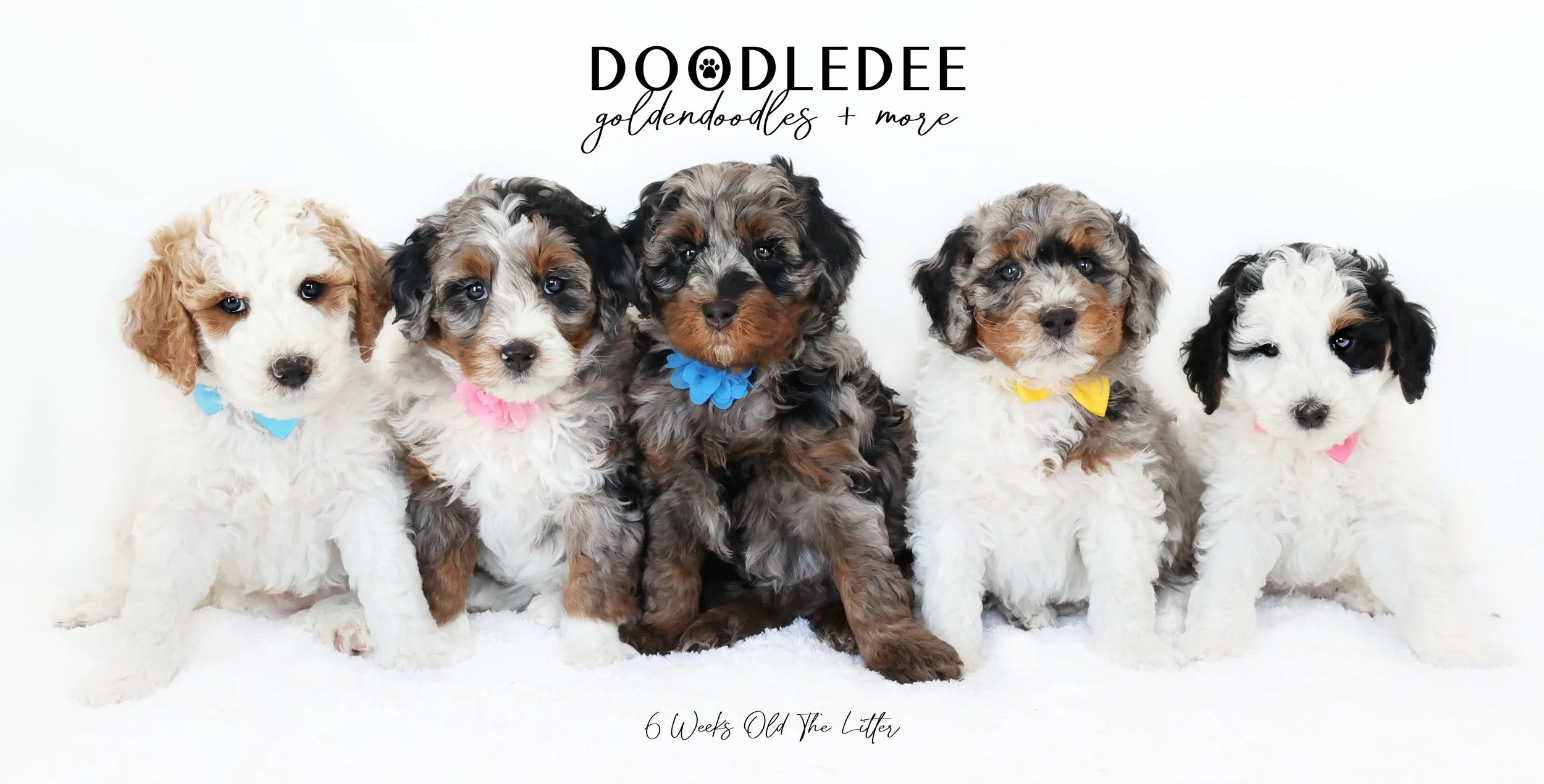 Blossom PAST Puppies