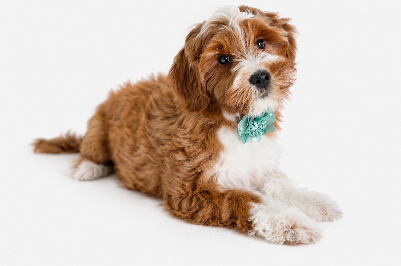 Petite English Goldendoodle, Red Tuxedo Goldendoodle