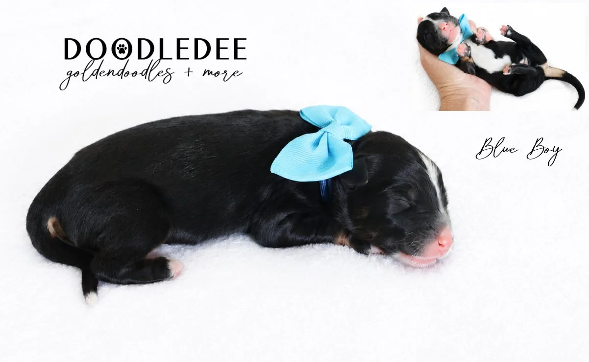Mini Bernedoodle | Medium Bernedoodle | Standard Bernedoodle