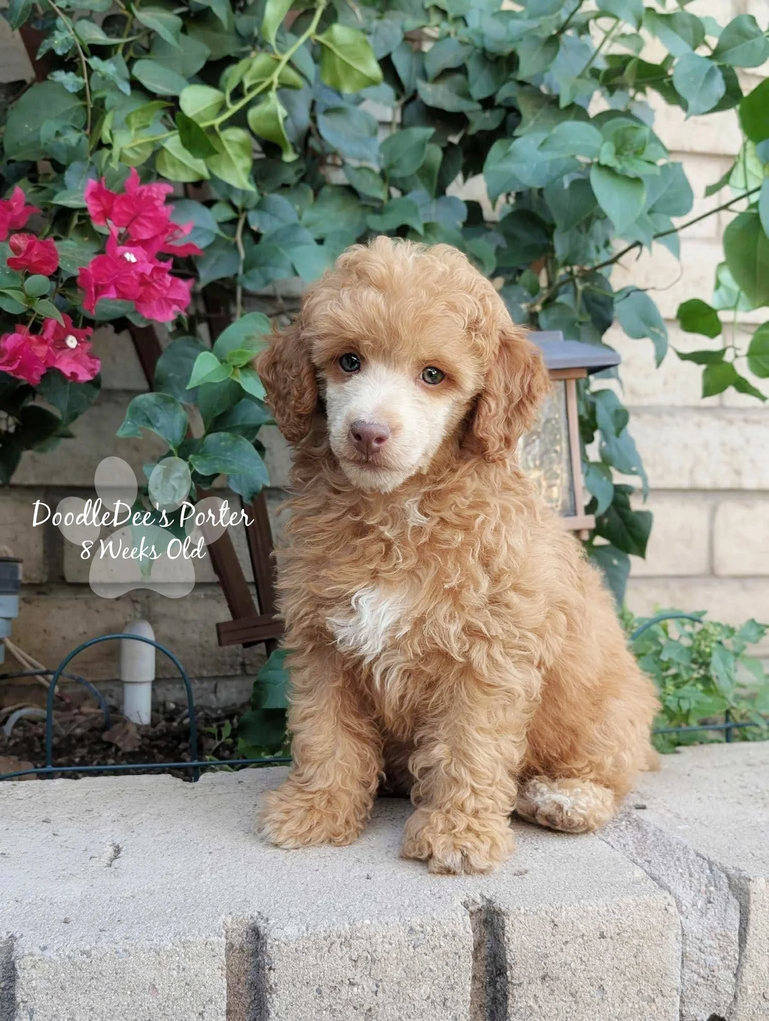 Mini Poodle Stud