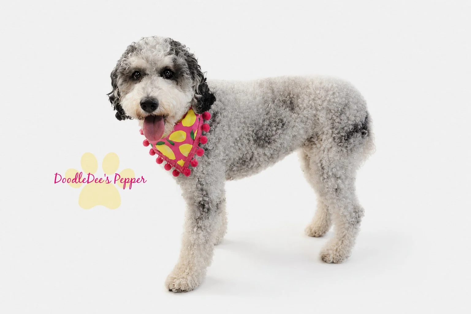 Pepper- Mini Bernedoodle