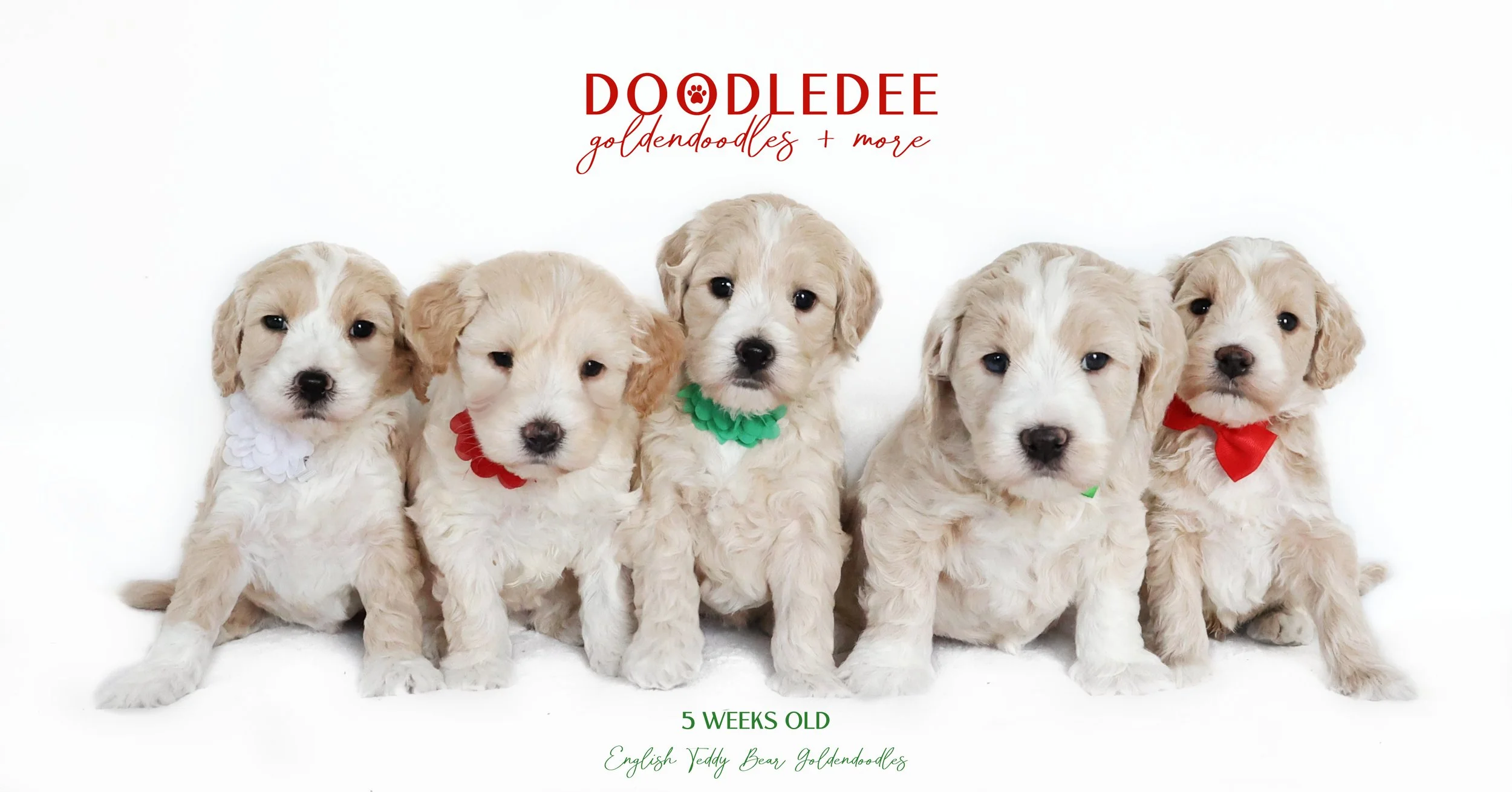 Mini English Goldendoodle AVAILABLE $2,500