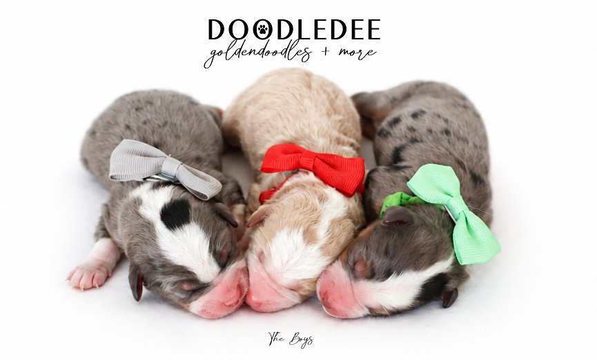 Micro Mini Bernedoodle Puppies | Petite Bernedoodle Puppies