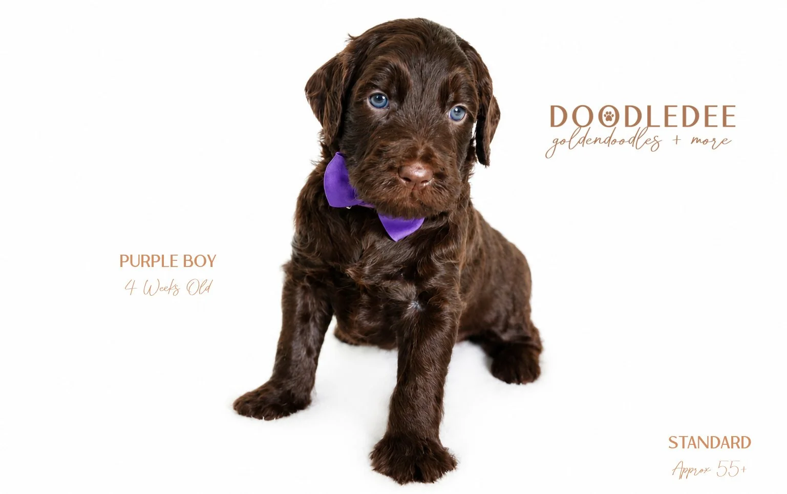 Standard English Goldendoodle $3,000