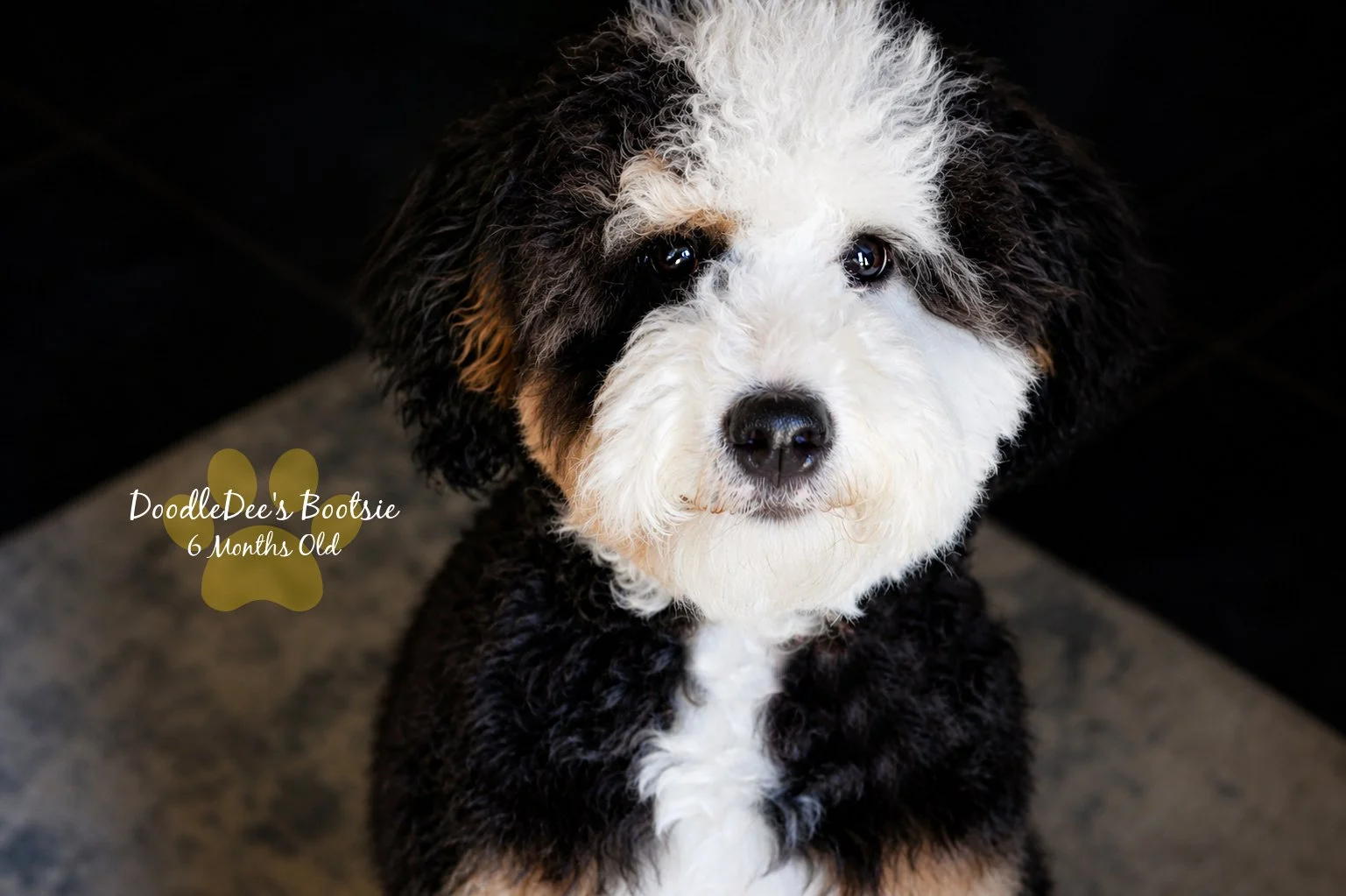 Mini Bernedoodle