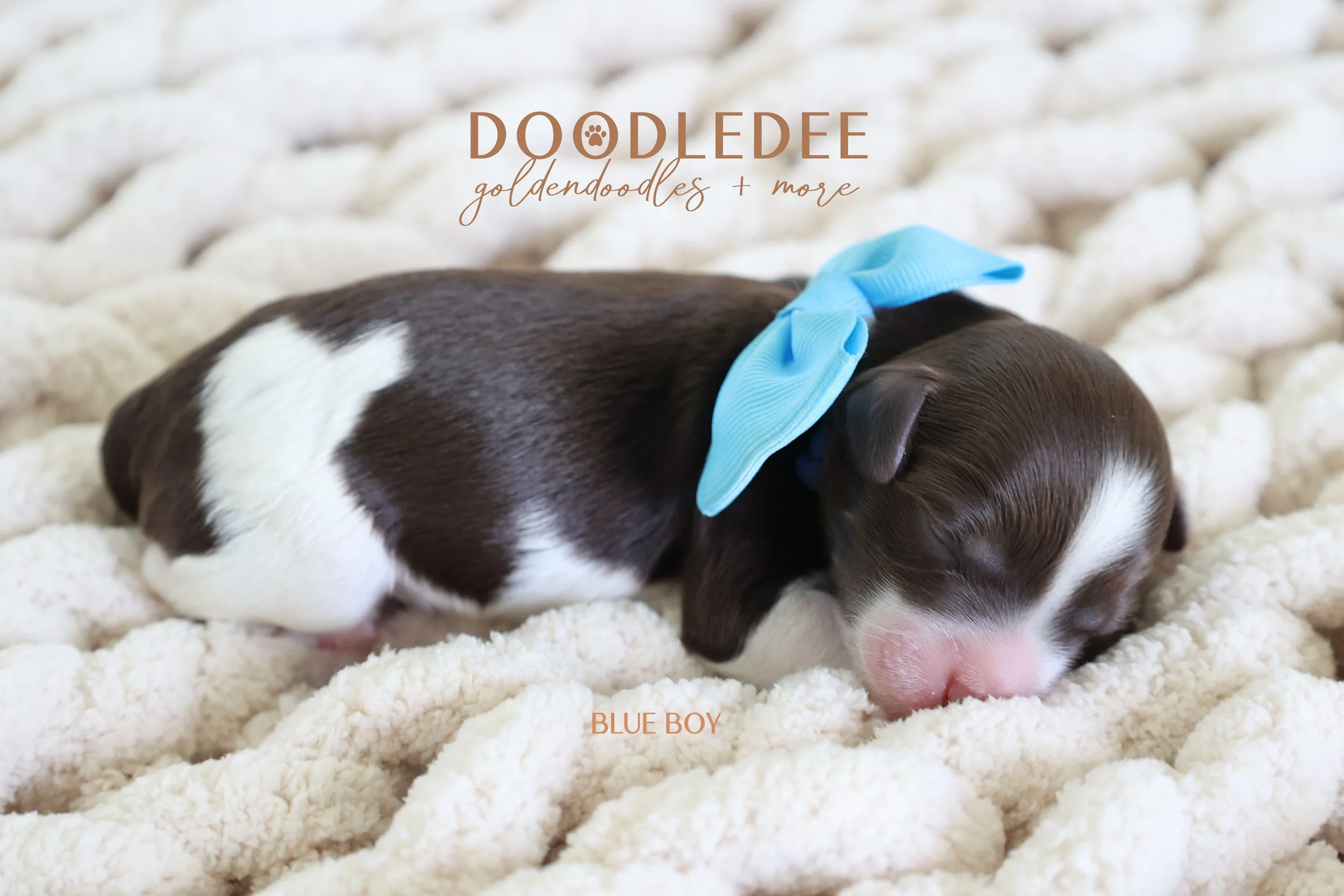 Micro MIni & Petite English Goldendoodles