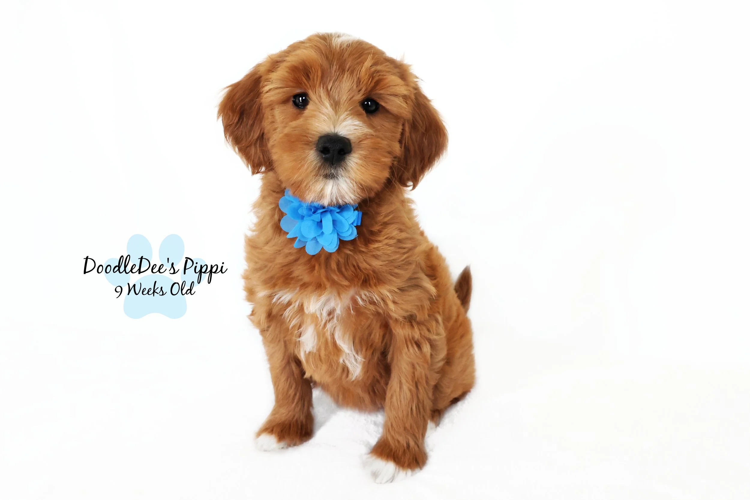 Petite Red English Goldendoodle