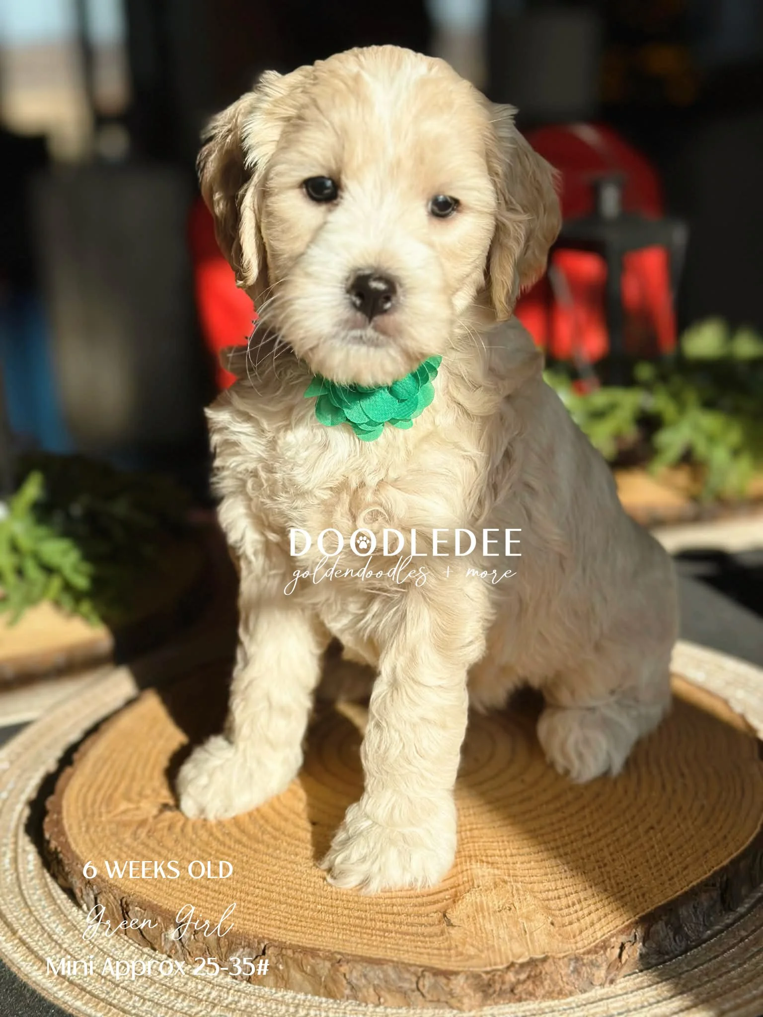 Mini English Goldendoodle AVAILABLE $2,500