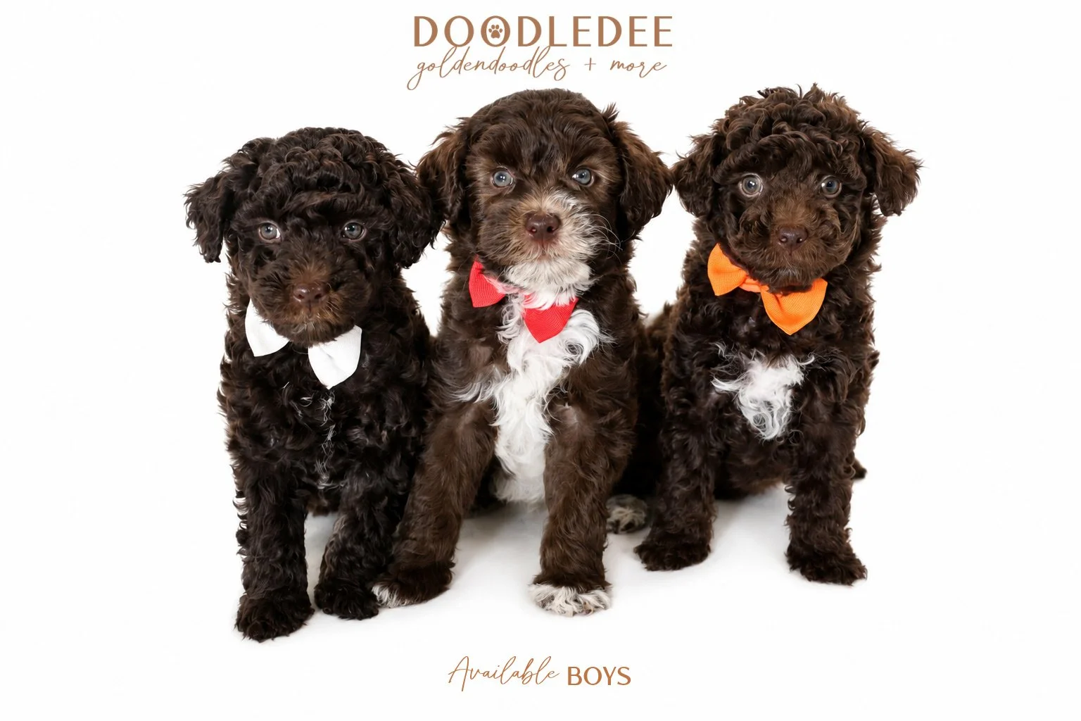 Micro Mini English Goldendoodle | Petite English Goldendoodle Puppies -
3 Males  AVAILABLE $3,500