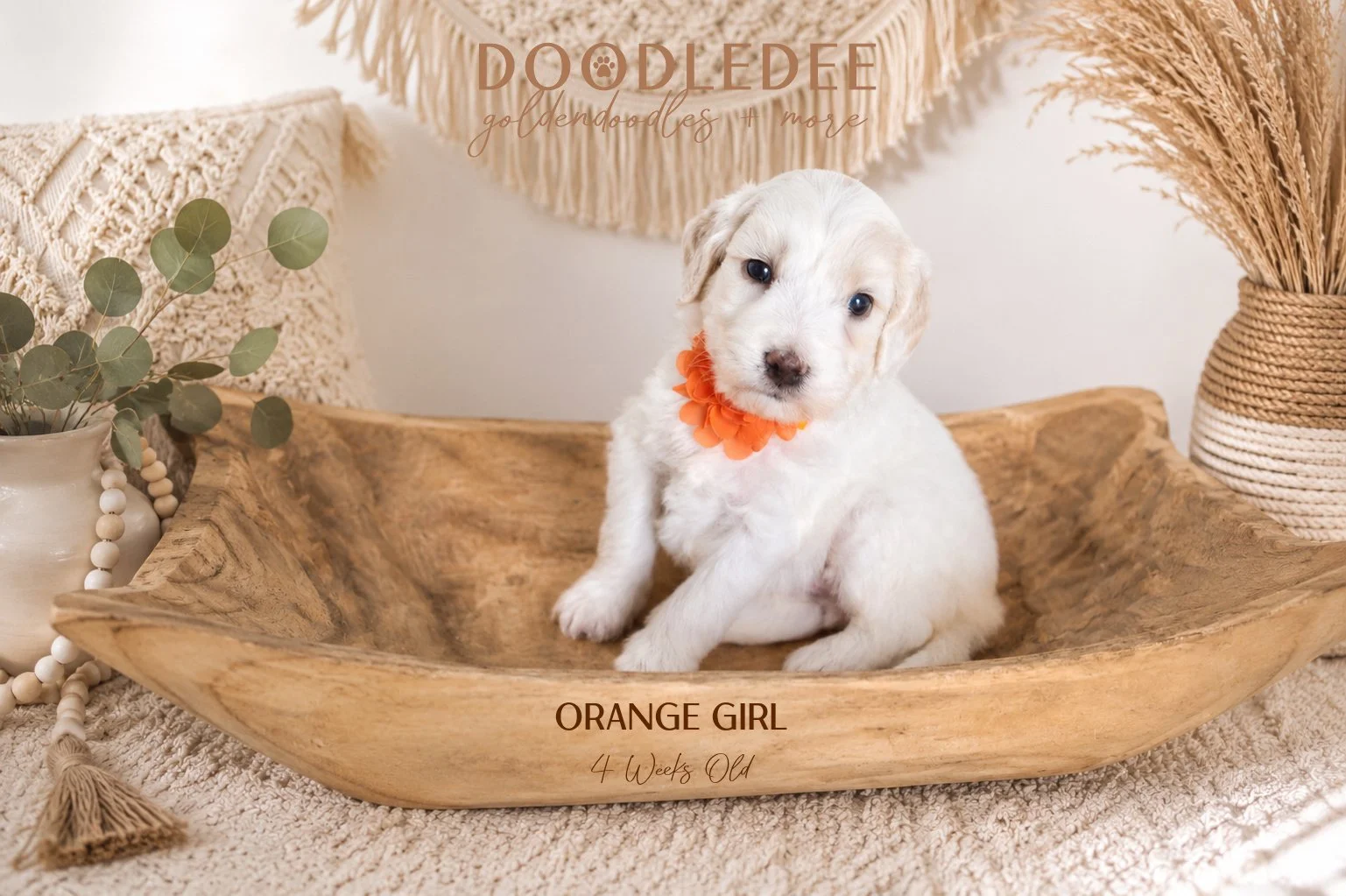 Mini English Cream Goldendoodle