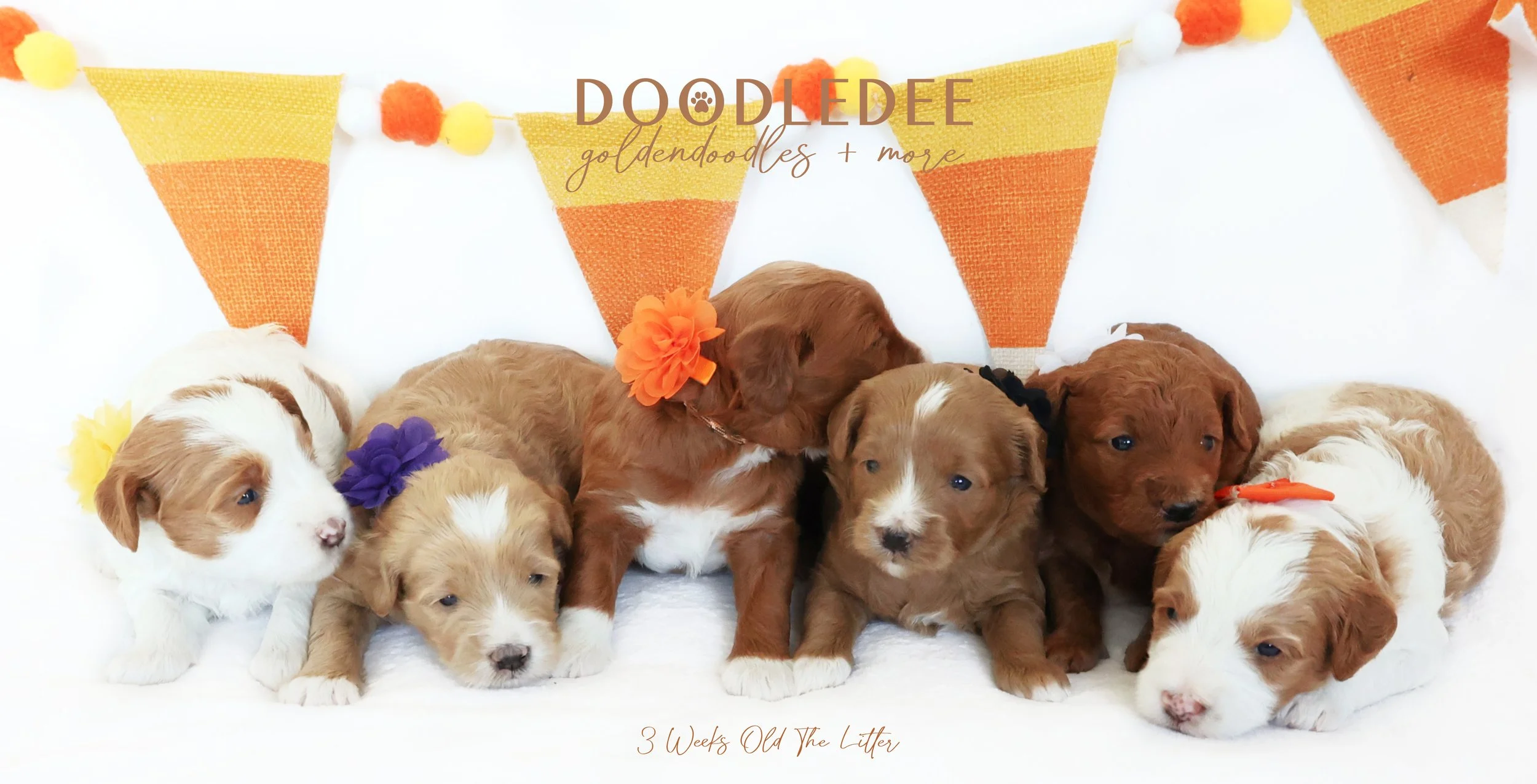 Mini English Goldendoodle Puppies