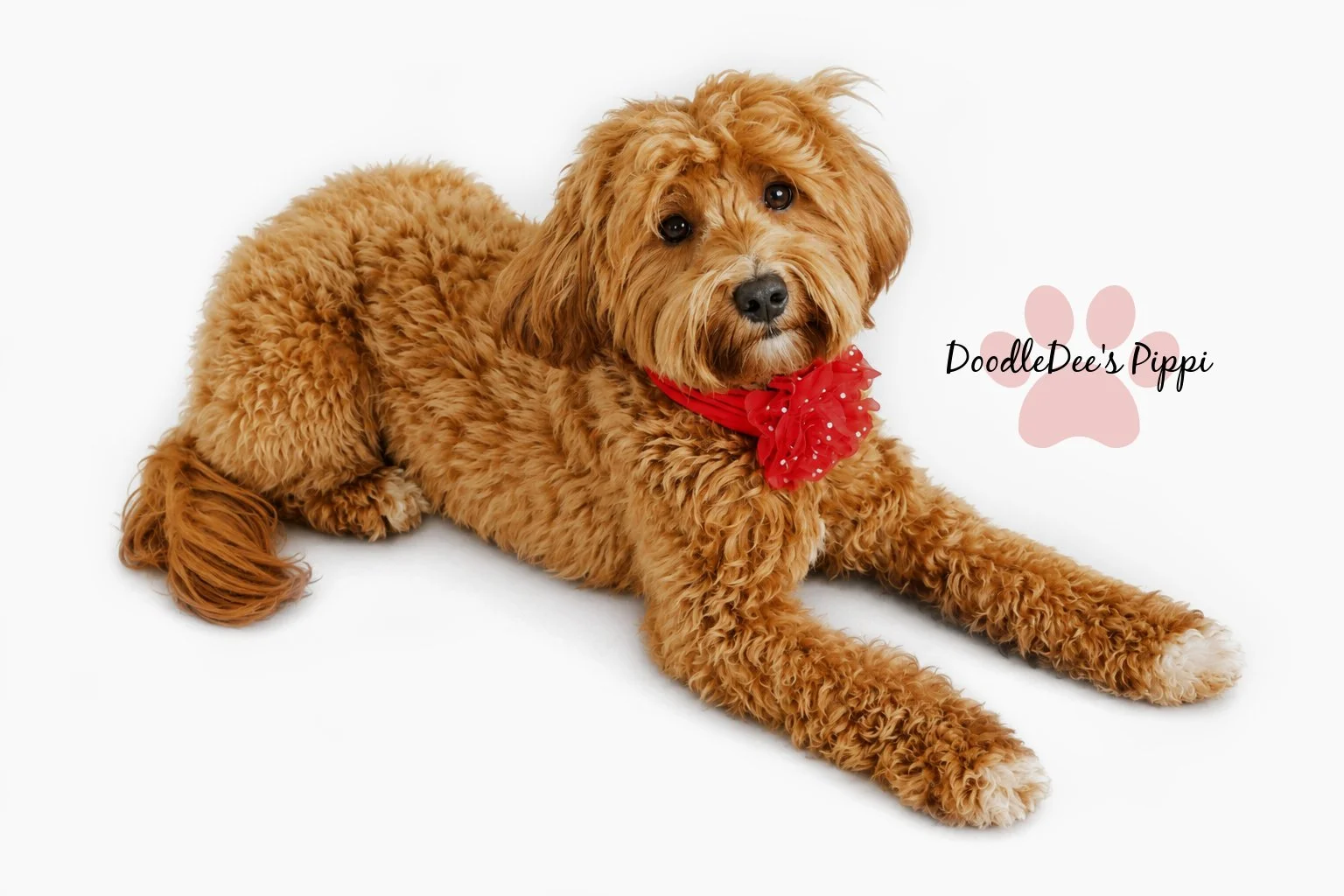 Petite Red English Goldendoodle 16#