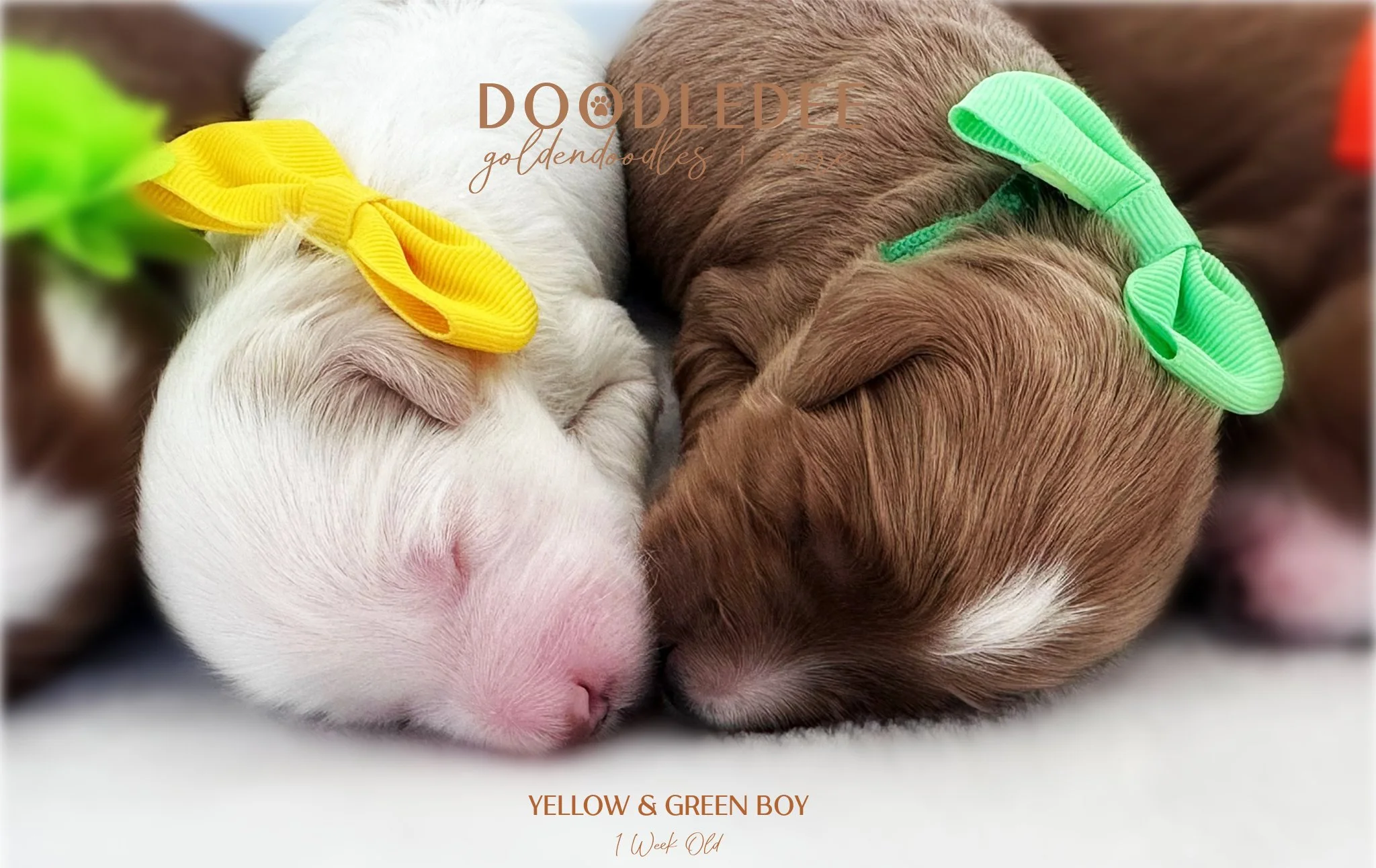 English Goldendoodle Puppies