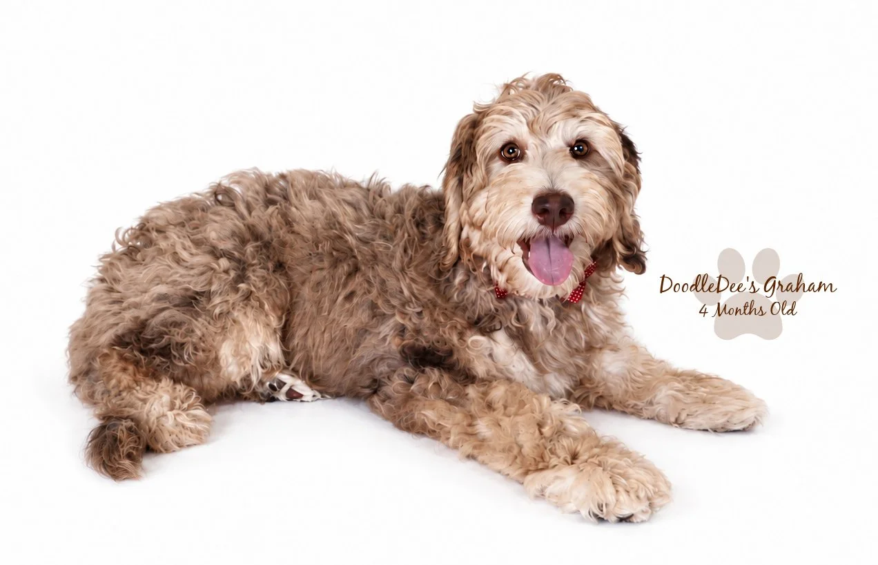 Mini Chocolate Phantom Merle English Goldendoodle Stud | 20 lbs