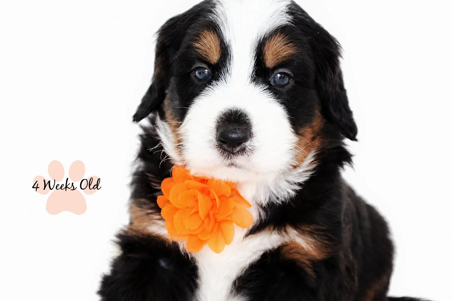 Medium Ultra Bernedoodle | Standard Ultra Bernedoodle 