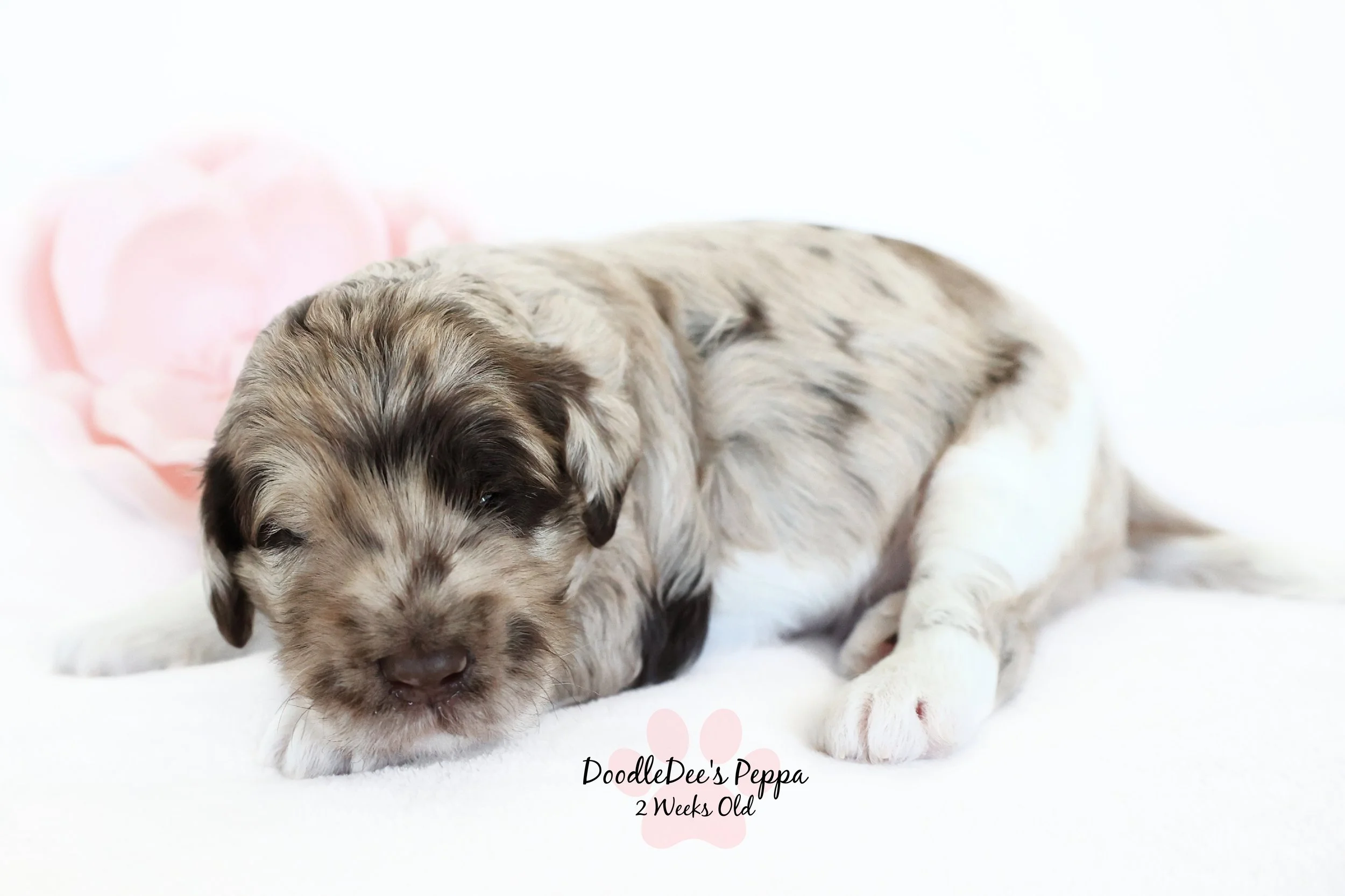 Medium/Standard English Goldendoodle
