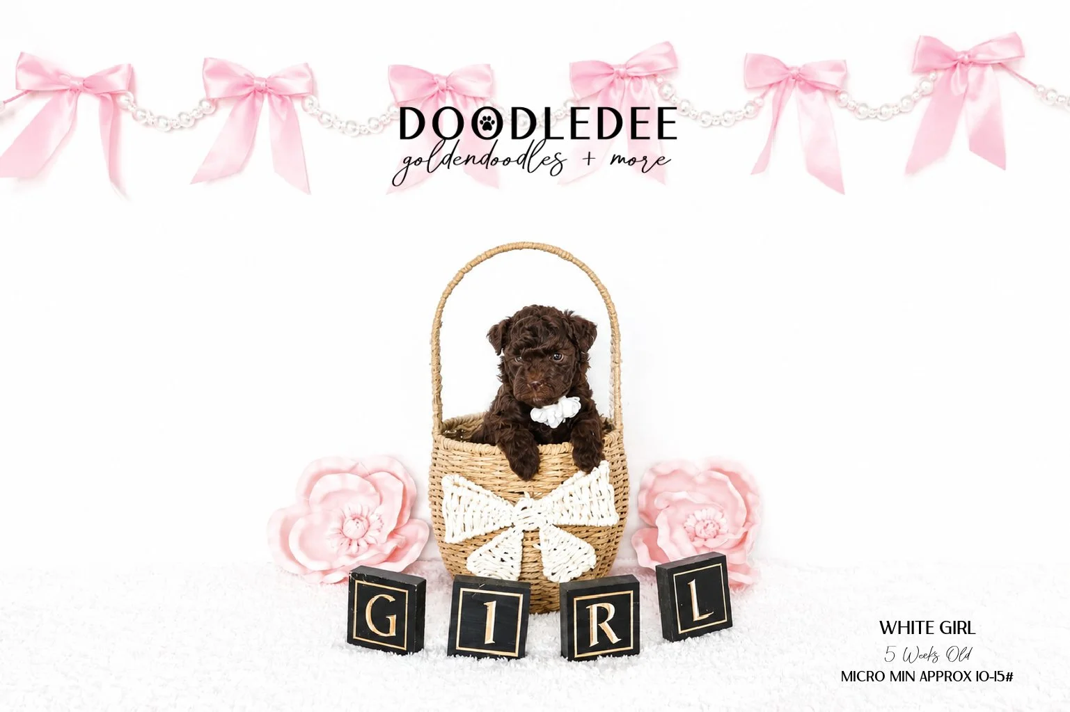 Micro Mini English Goldendoodle Female AVAILABLE $3,500