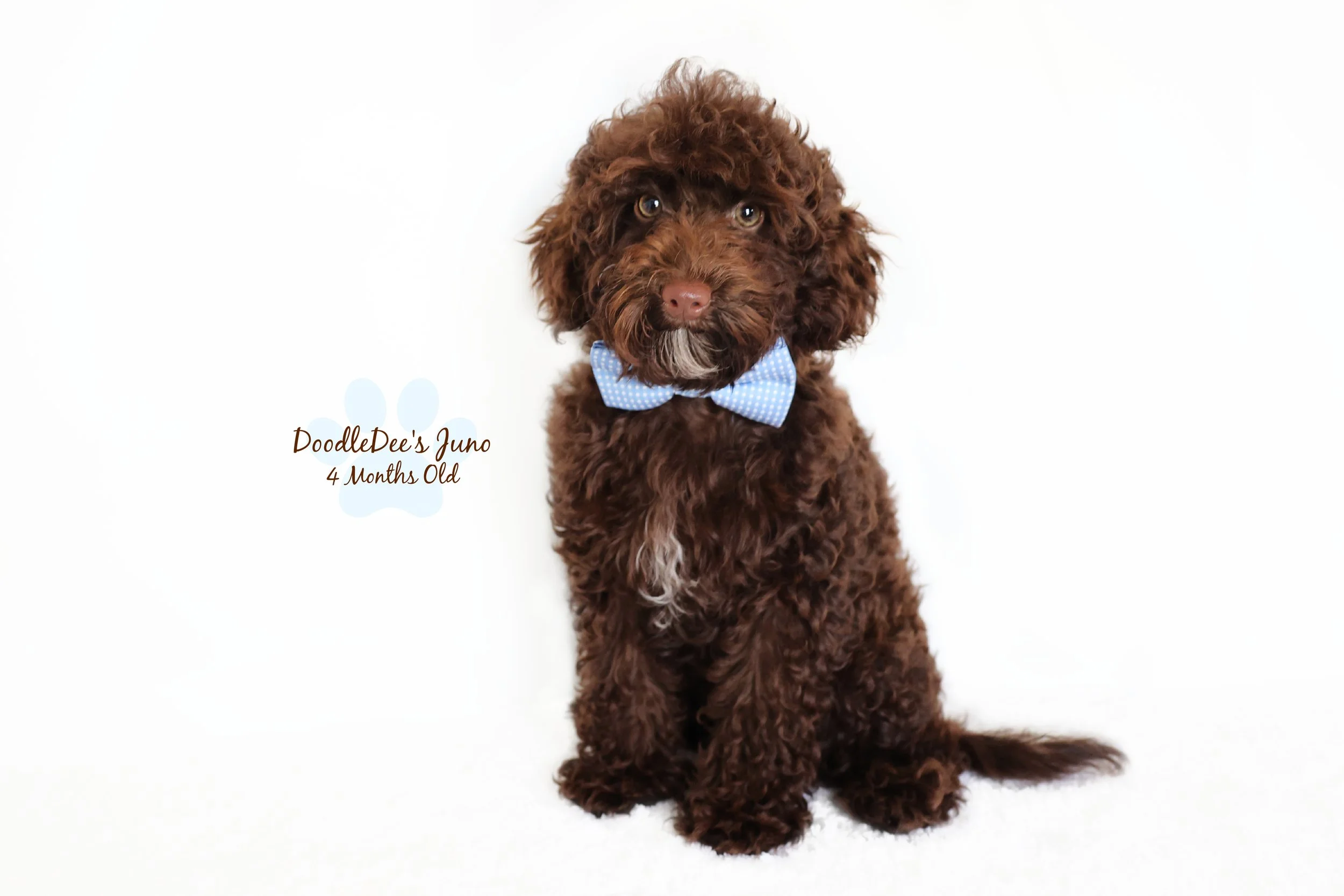 Micro Mini English Goldendoodle - 6 Lbs