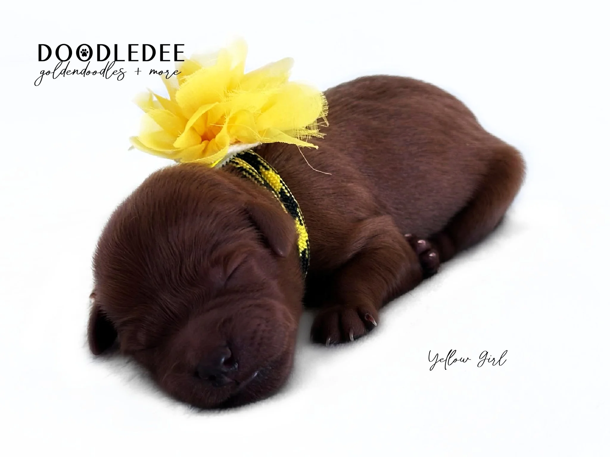 English Goldendoodle Puppies