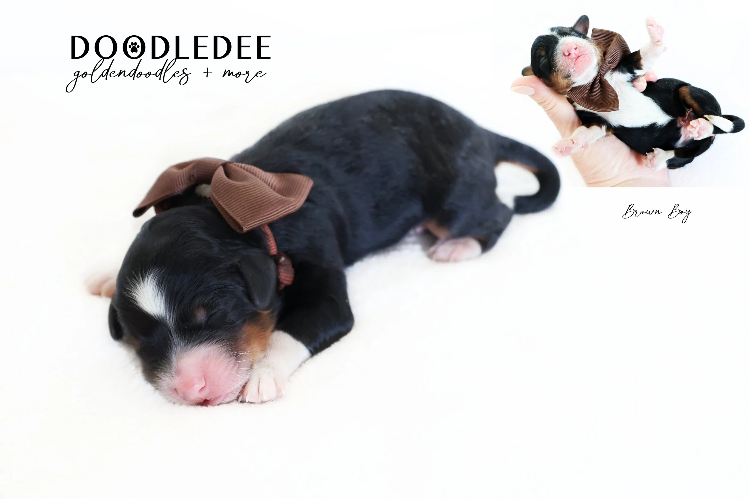 Mini Bernedoodle Puppies