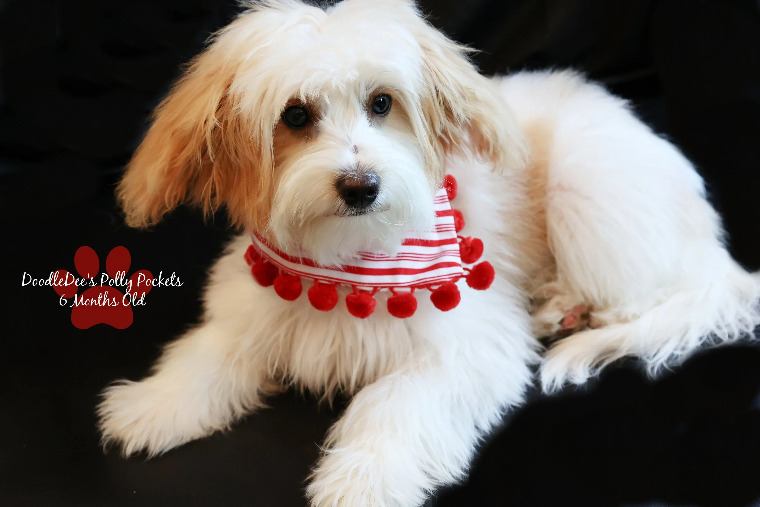 Micro Mini Bernedoodle - 9#