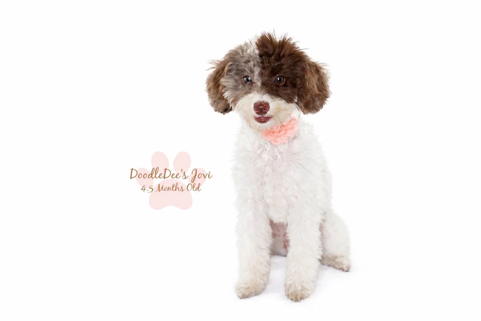 Micro Mini English Goldendoodle | 4.5 months Old 5.4 lbs