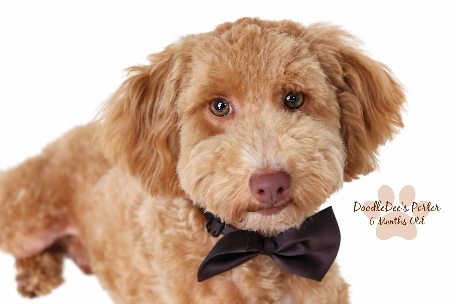 Mini Poodle Stud | 6.7 lbs