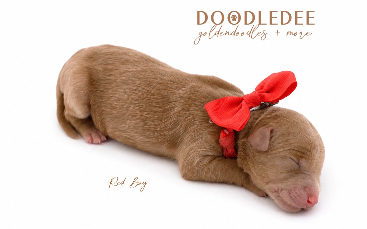 Medium English Goldendoodles, Standard English Goldendoodles