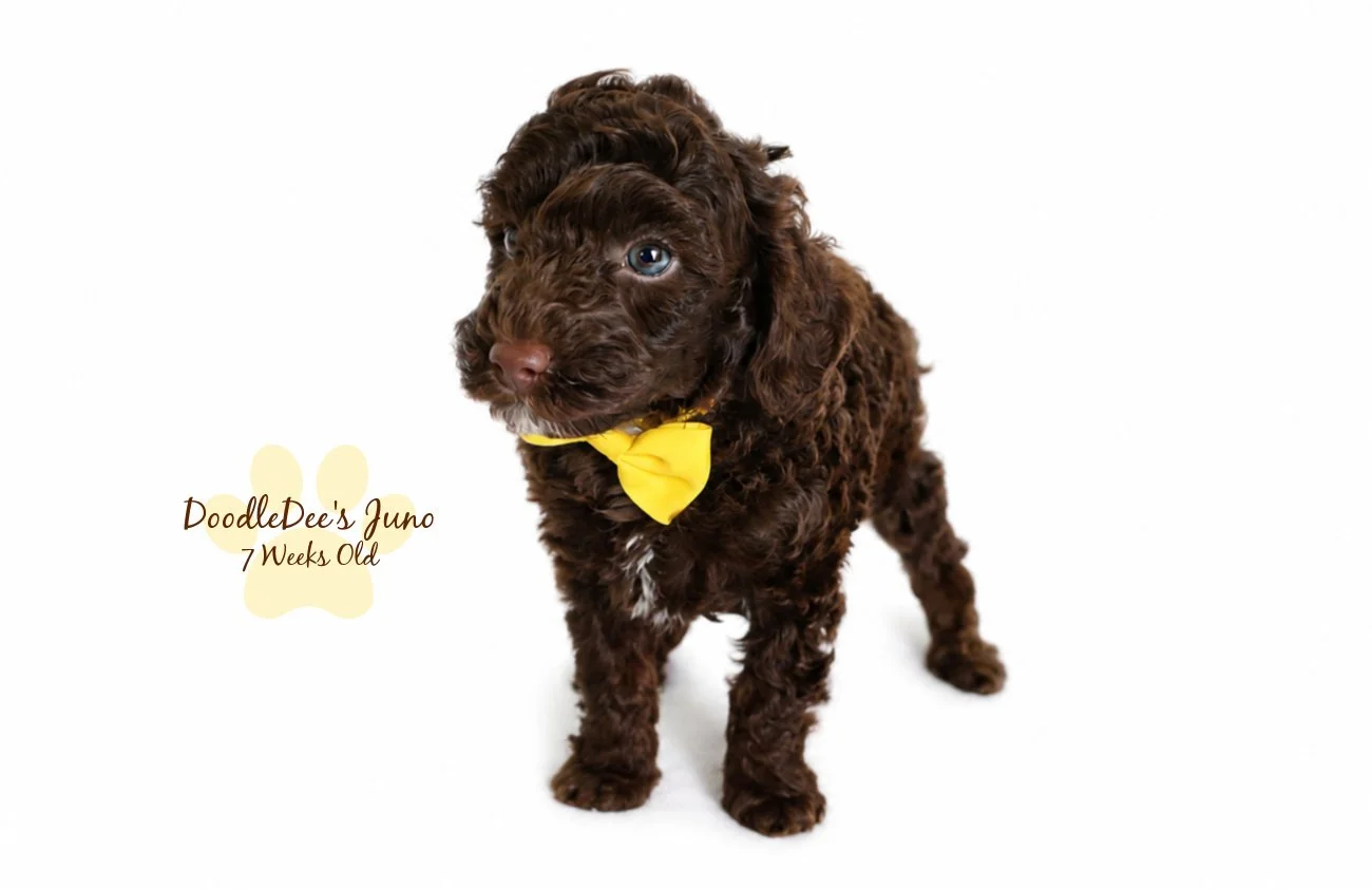 Micro Mini English Goldendoodle