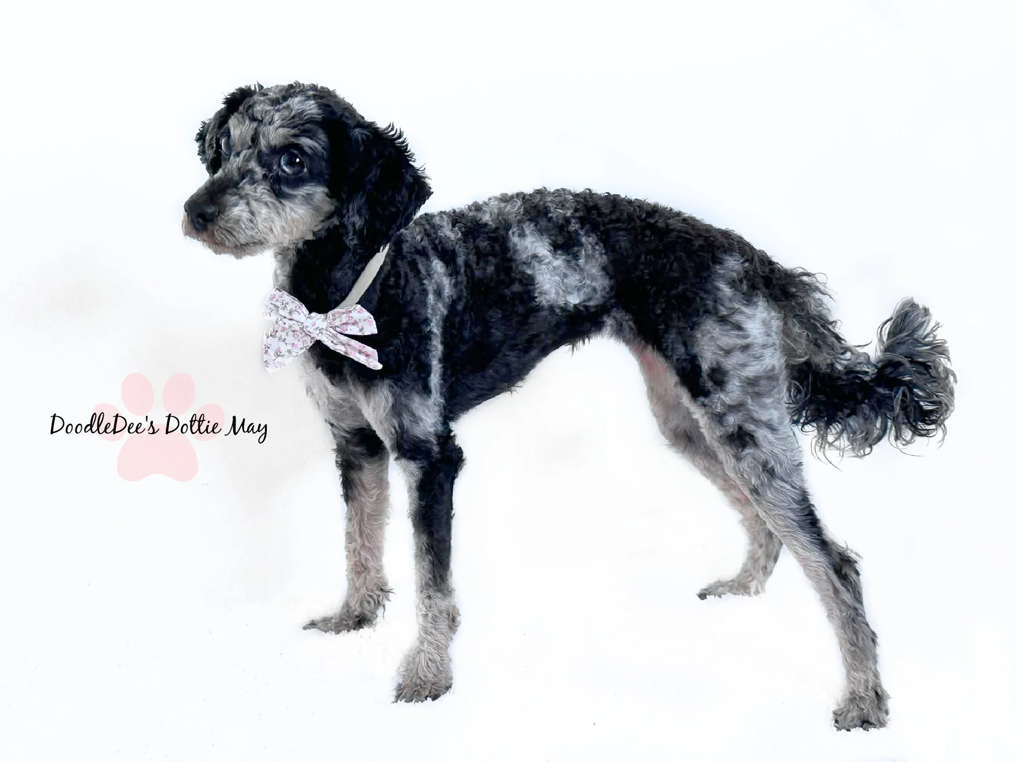 Phantom Merle Toy Poodle