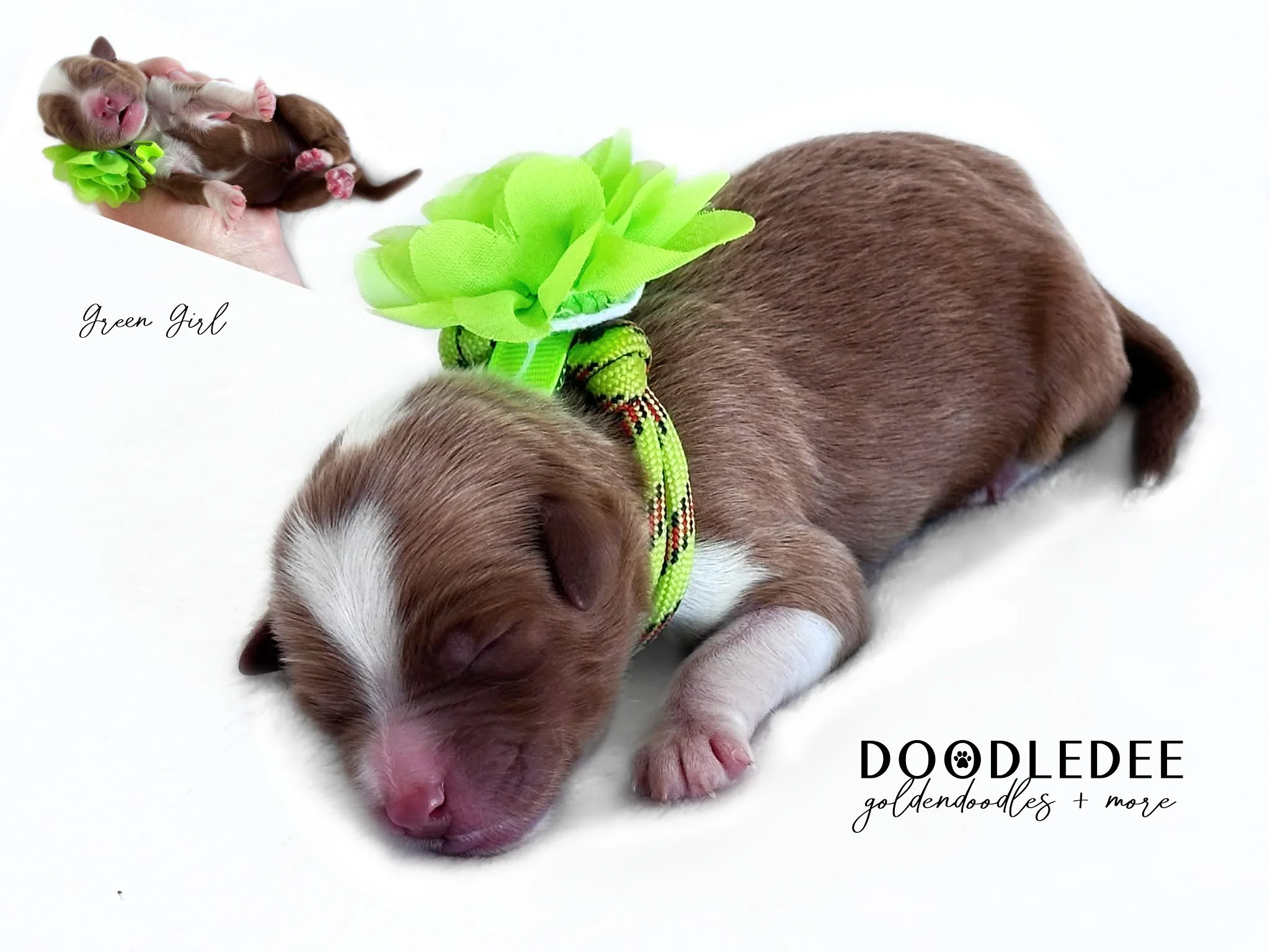 Petite English Goldendoodle