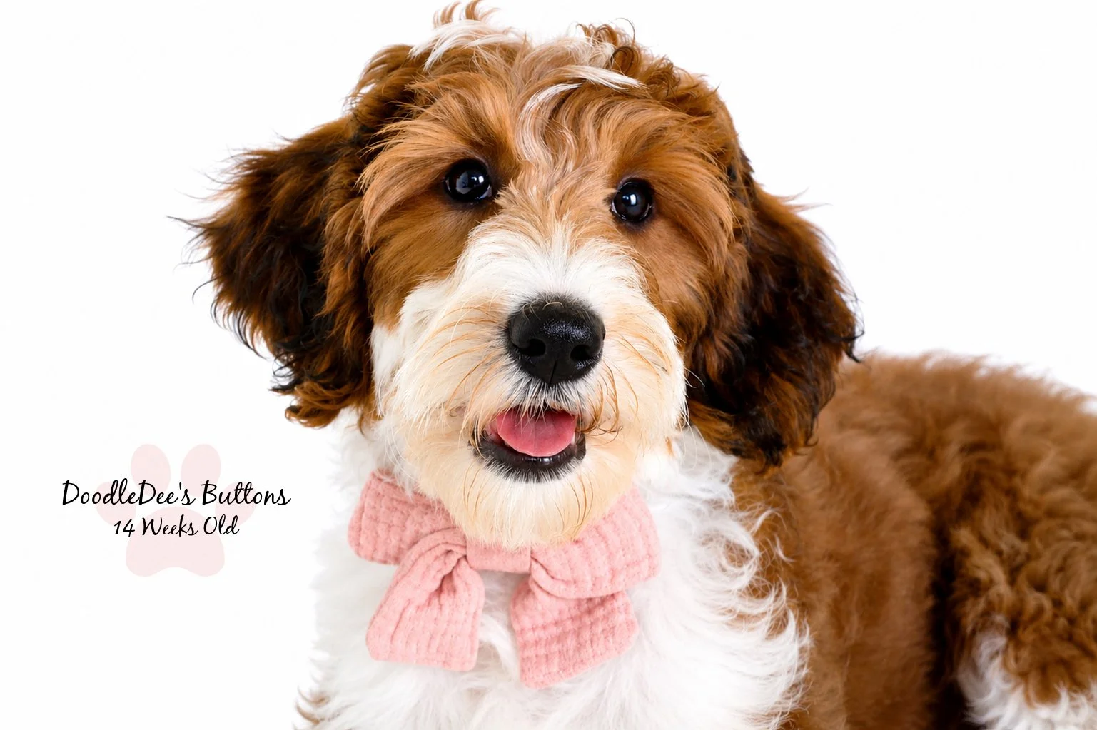 Sable Bernedoodle- Buttons 14 Weeks Old 
15 Lbs