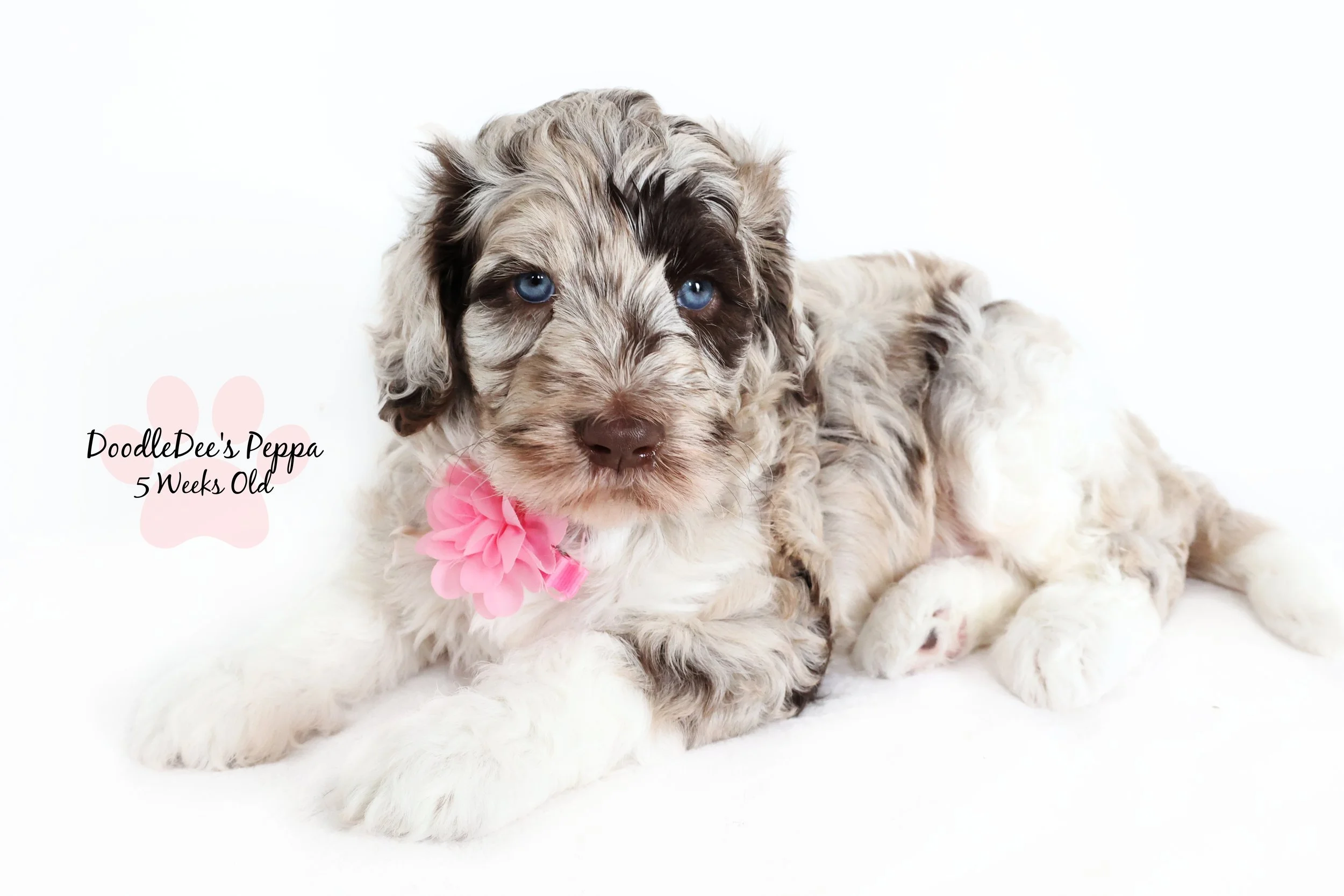 Chocolate Merle English Goldendoodle