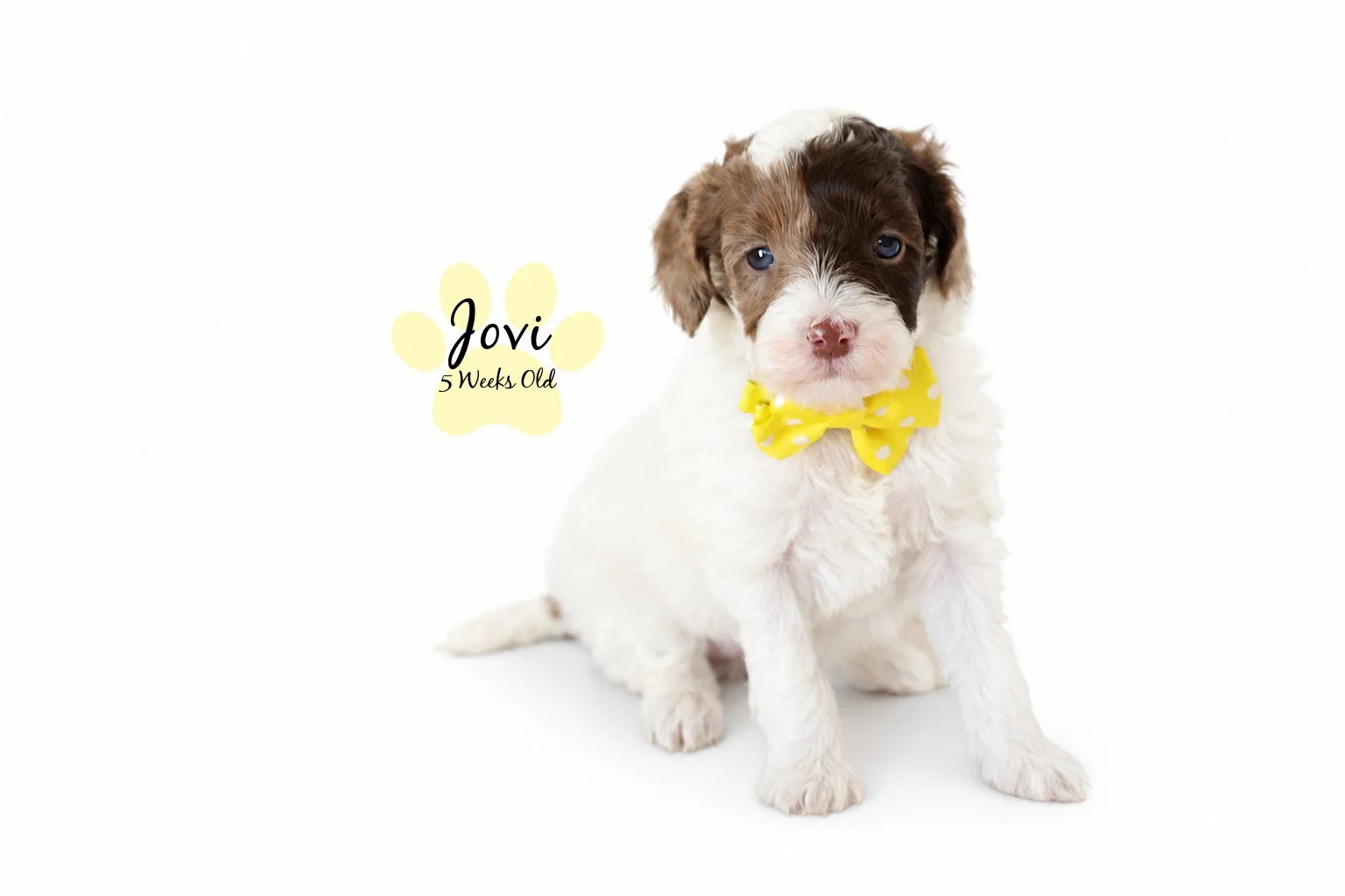 Micro mini English Goldendoodle