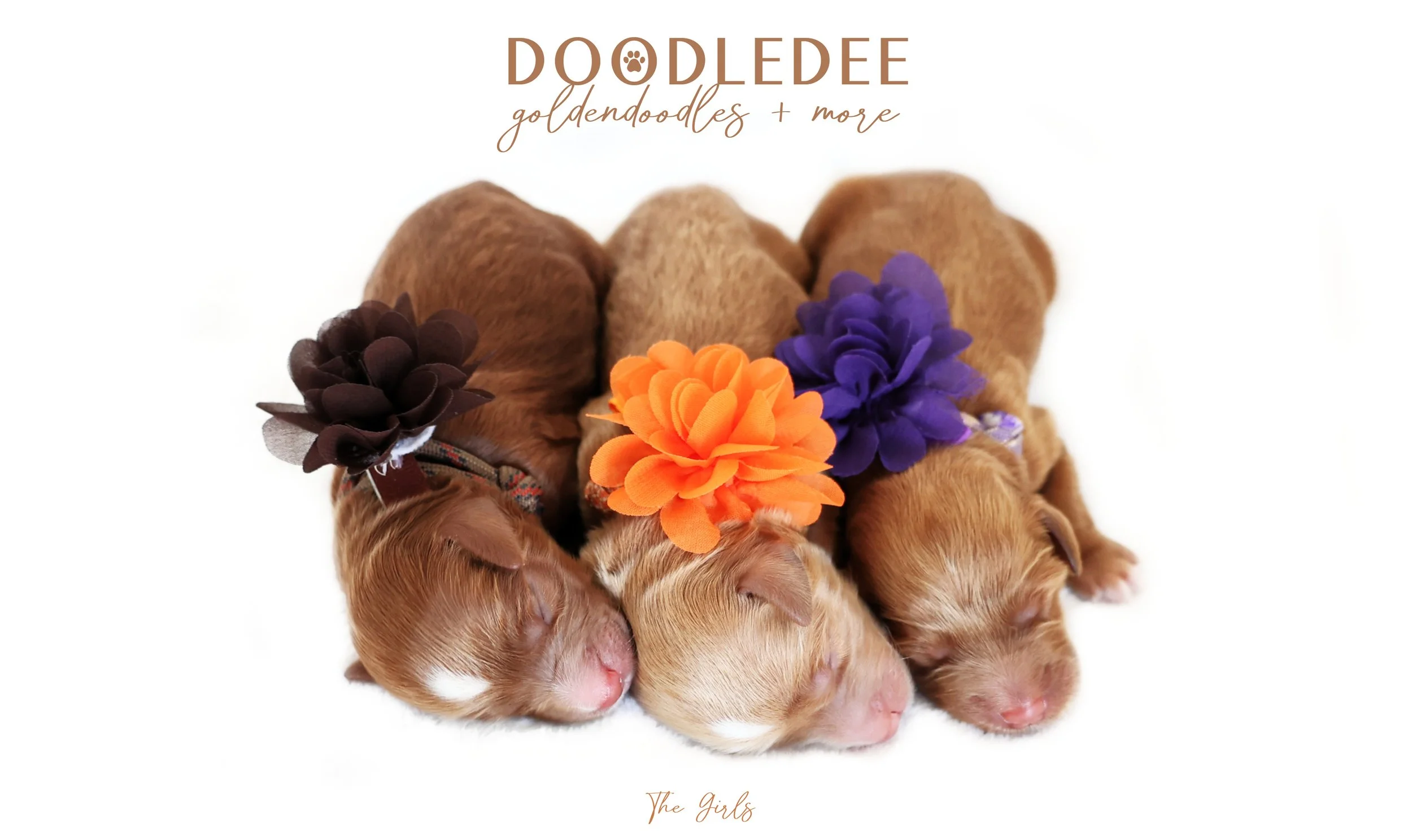 English Goldendoodle Puppies