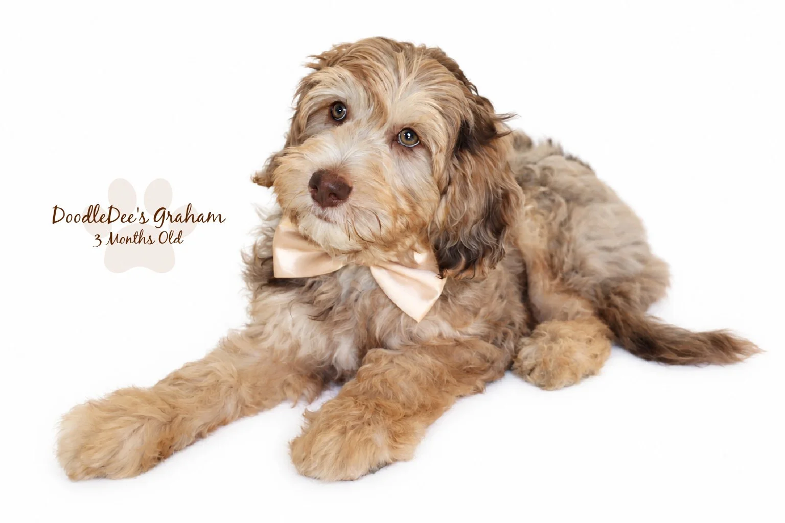 Mini Chocolate Phantom Merle English Goldendoodle Stud | 12.10 lbs