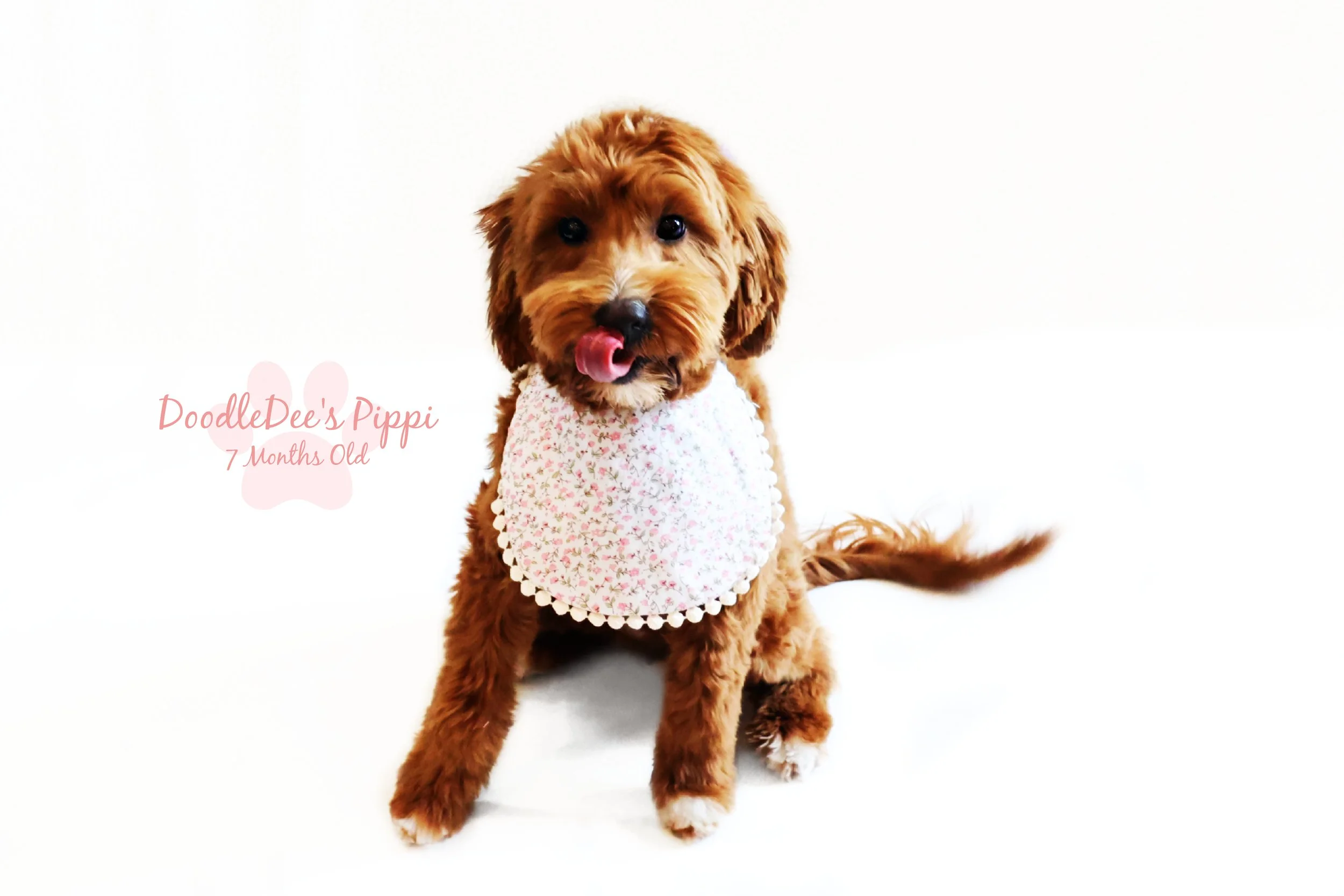 Petite Red English Goldendoodle 14#
