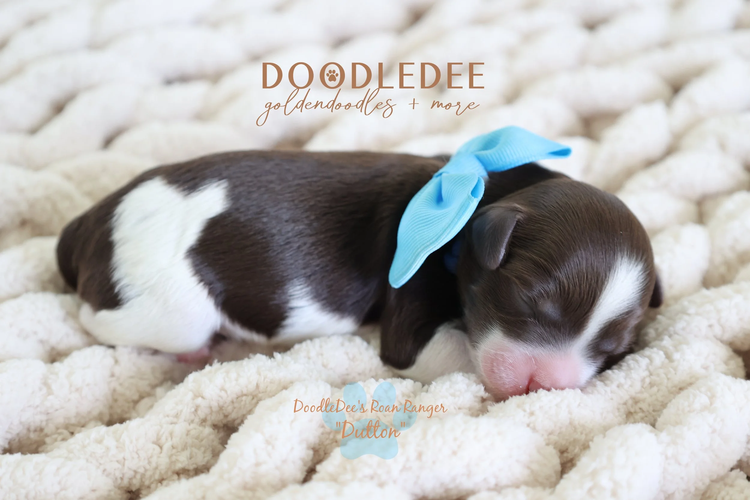 Chocolate Roan English Goldendoodle