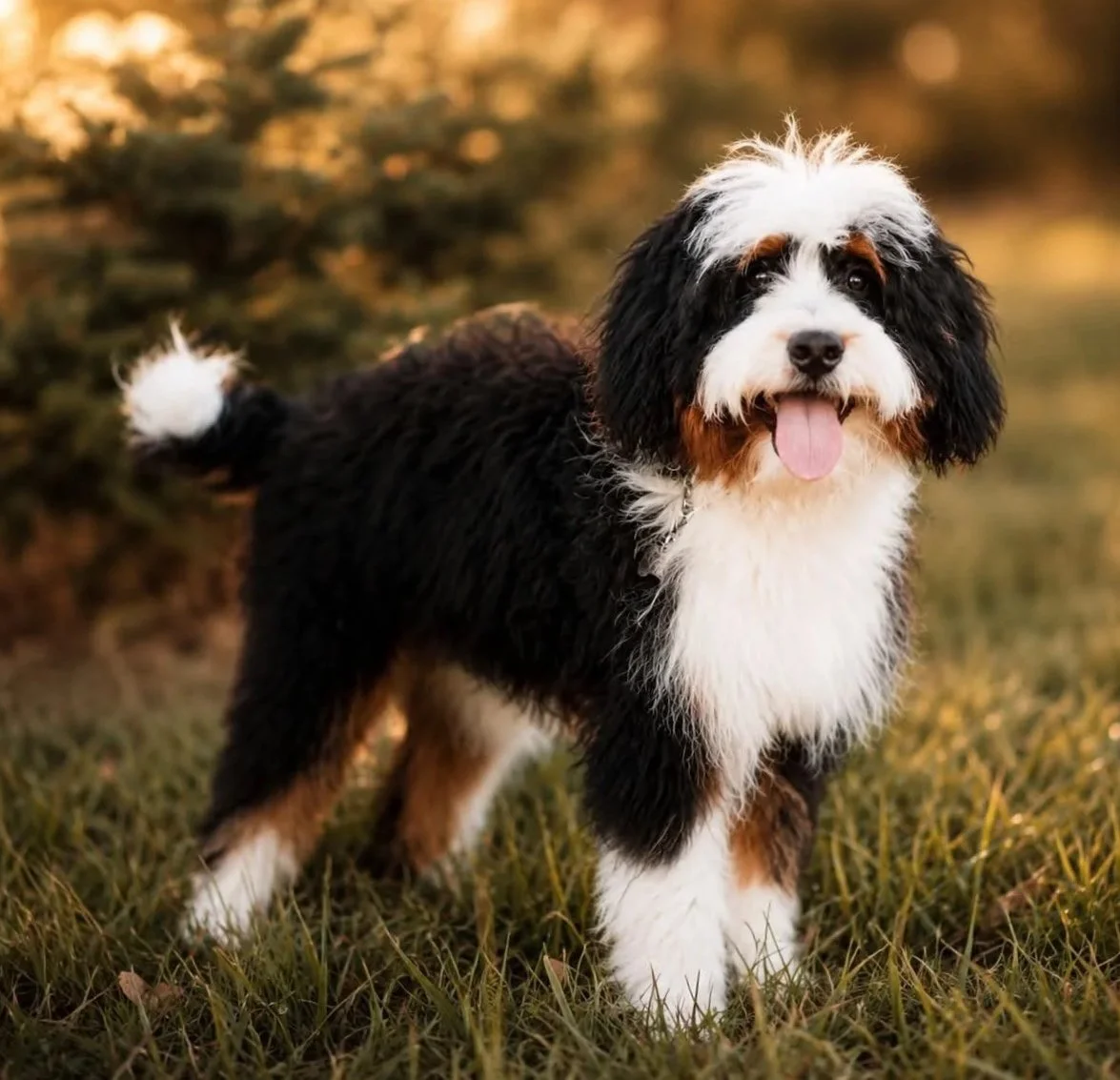 Bernedoodle Puppies For Sale Indiana | Bernedoodle Puppies for Sale Near Me
