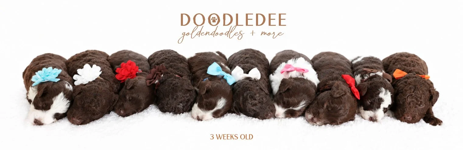 MIni English Goldendoodles
