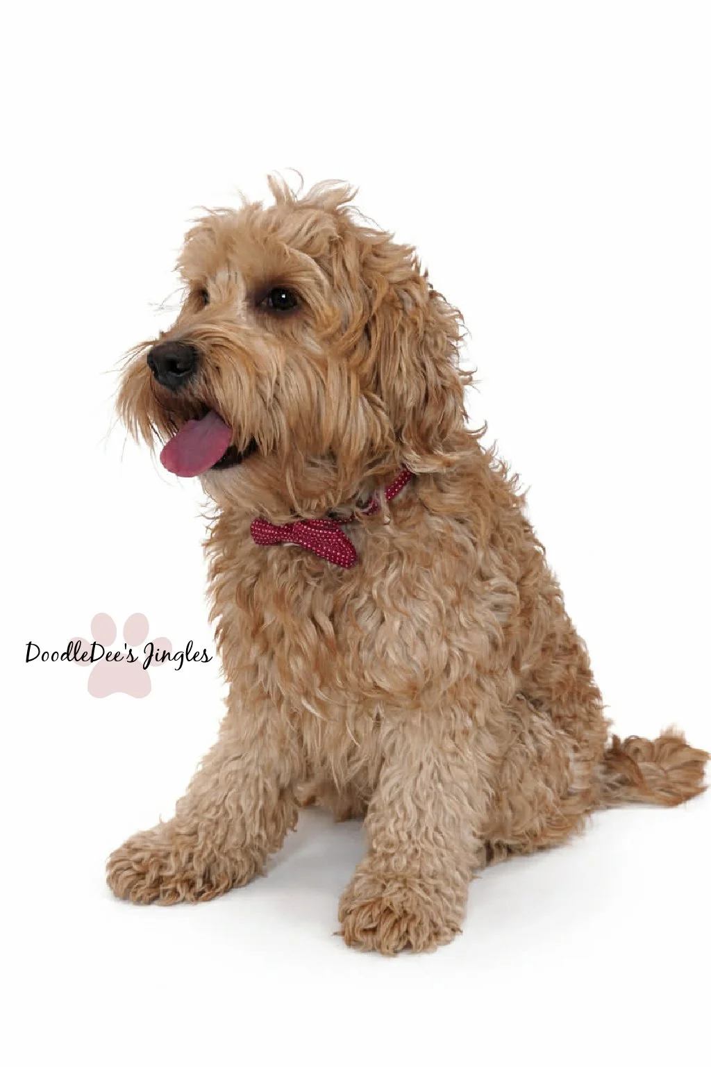 Mini English Goldendoodle Stud