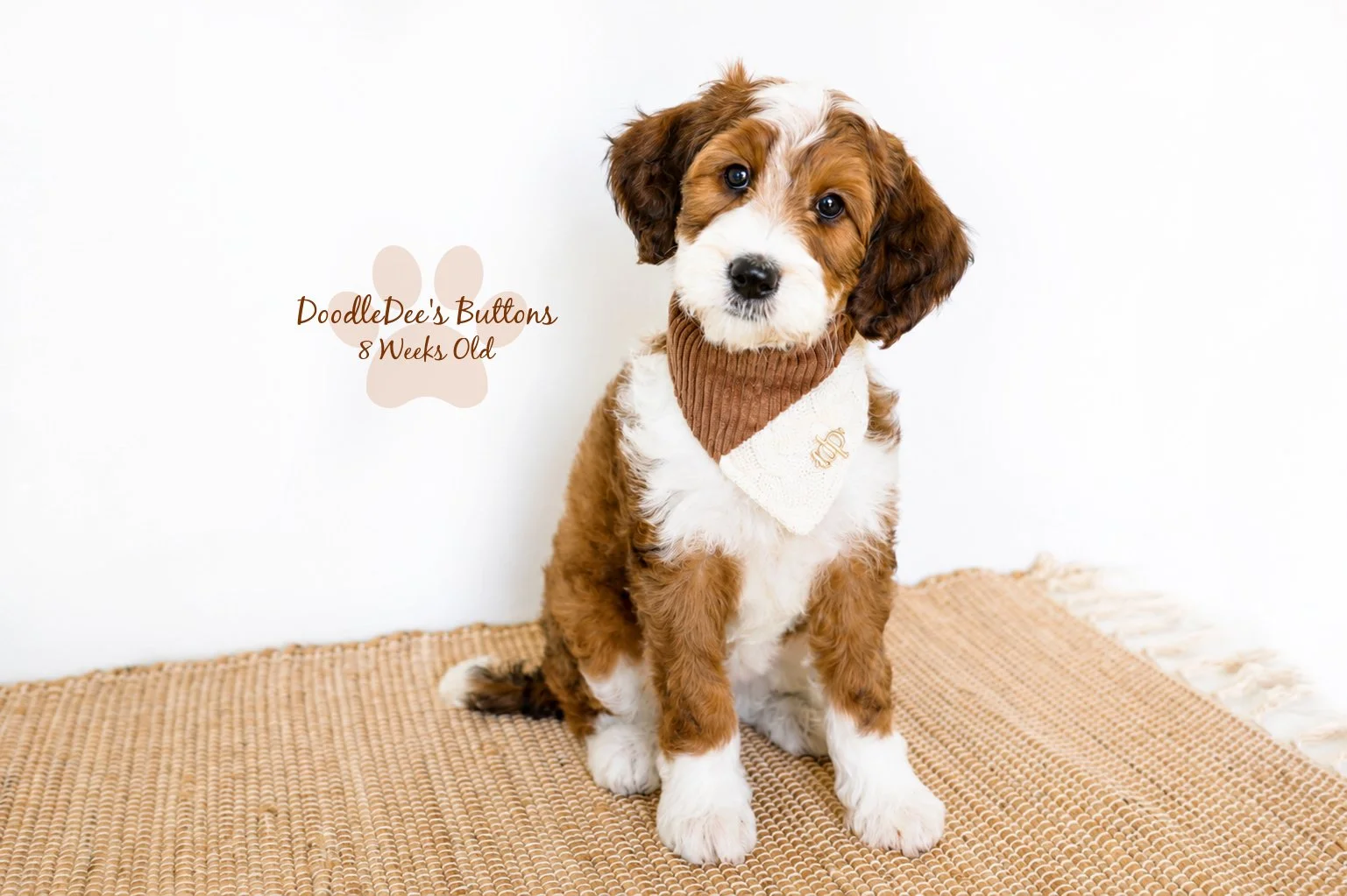 Sable Bernedoodle- Buttons 8 Weeks Old
