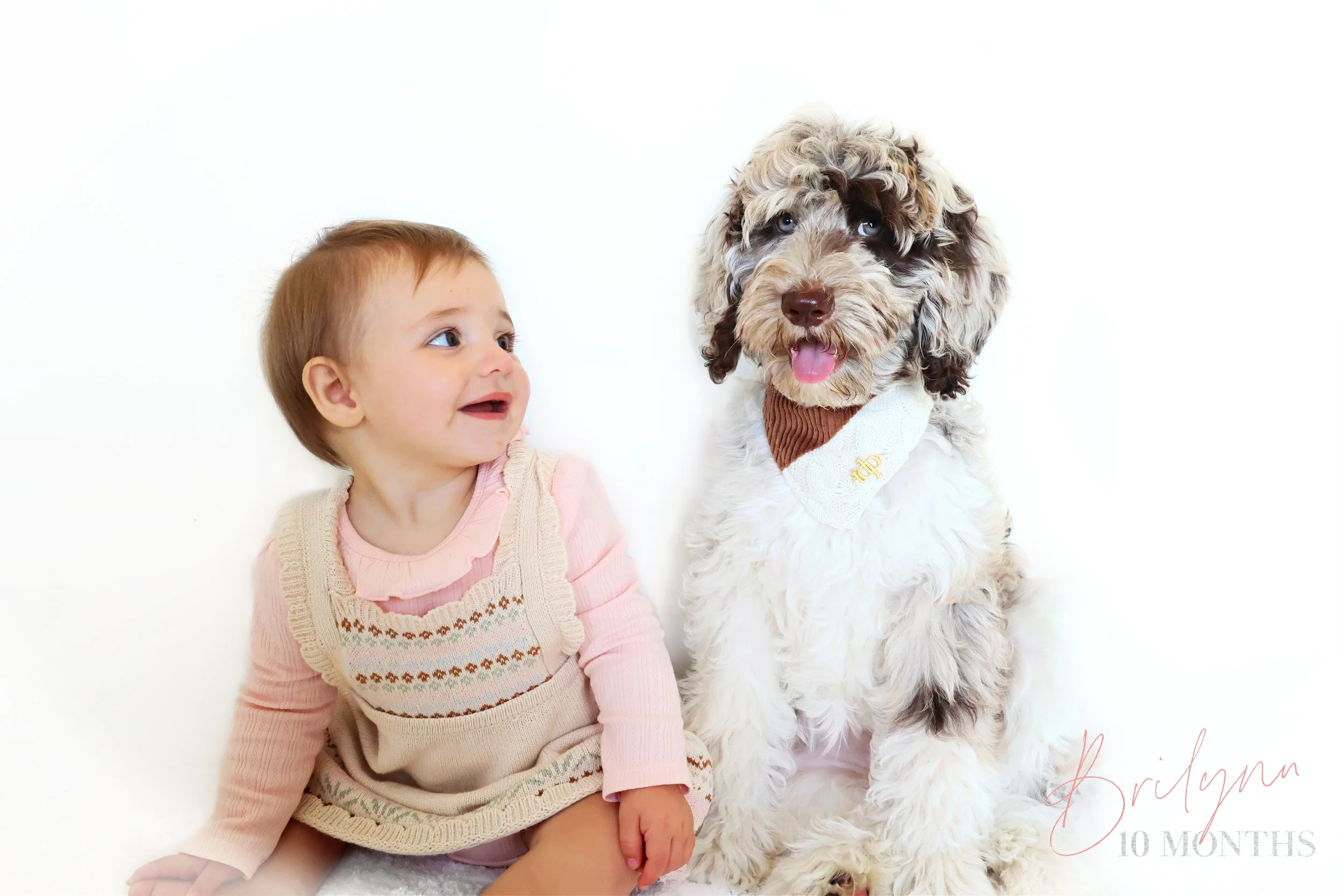 Chocolate Merle English Goldendoodle