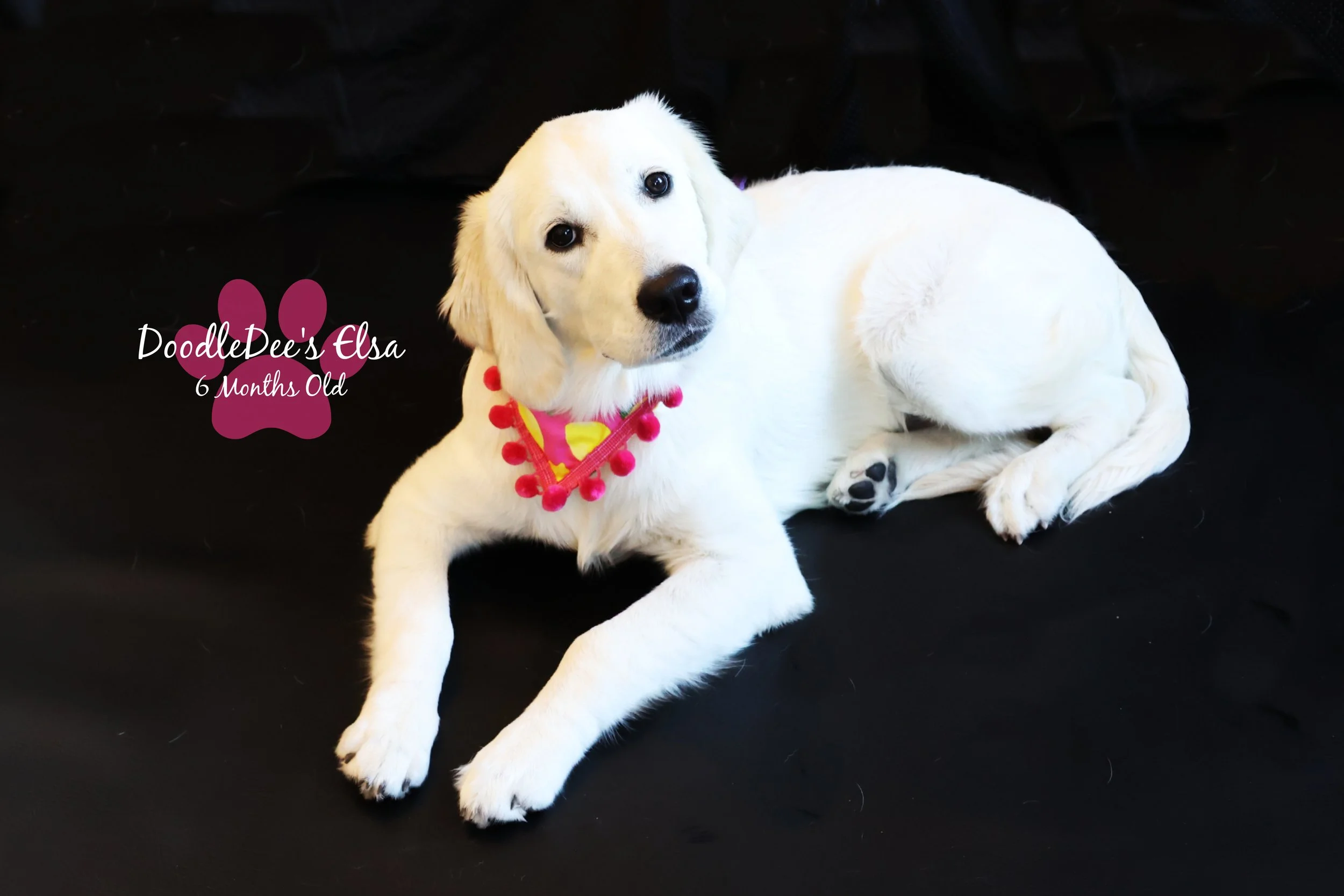 English Golden Retreiver-6 Months Old